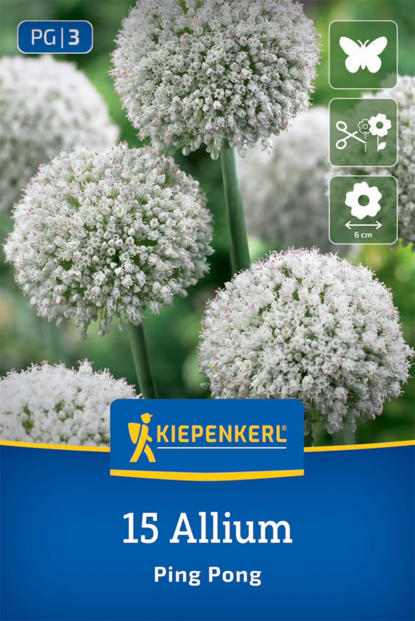 Kiepenkerl Herbstblumenzwiebel Zierlauch Allium Ping Pong 15 Stück