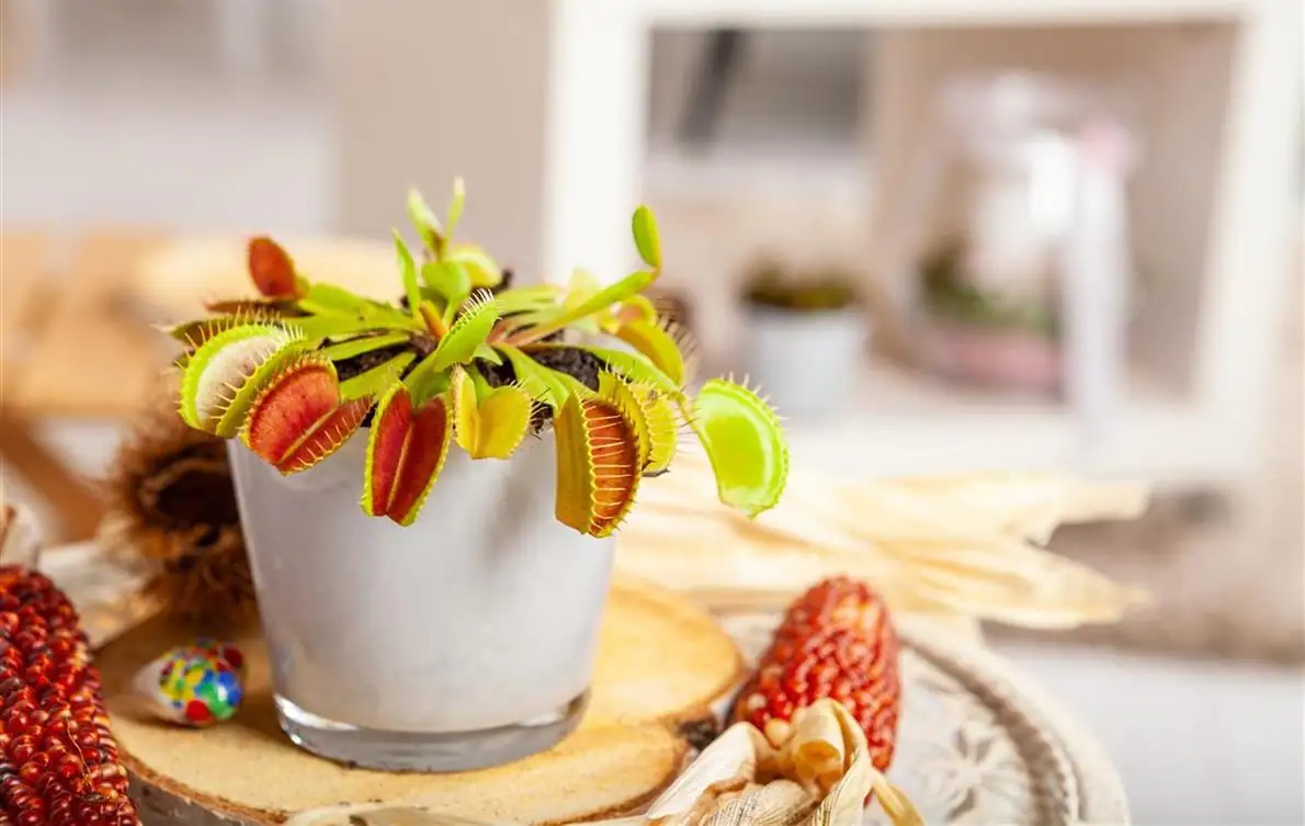 Fleischfressende Pflanzen Venusfliegenfalle H 18 cm 5,5 cm Topf Fleischfressende Pflanzen Venusfliegenfalle H 18 cm 5,5 cm Topf