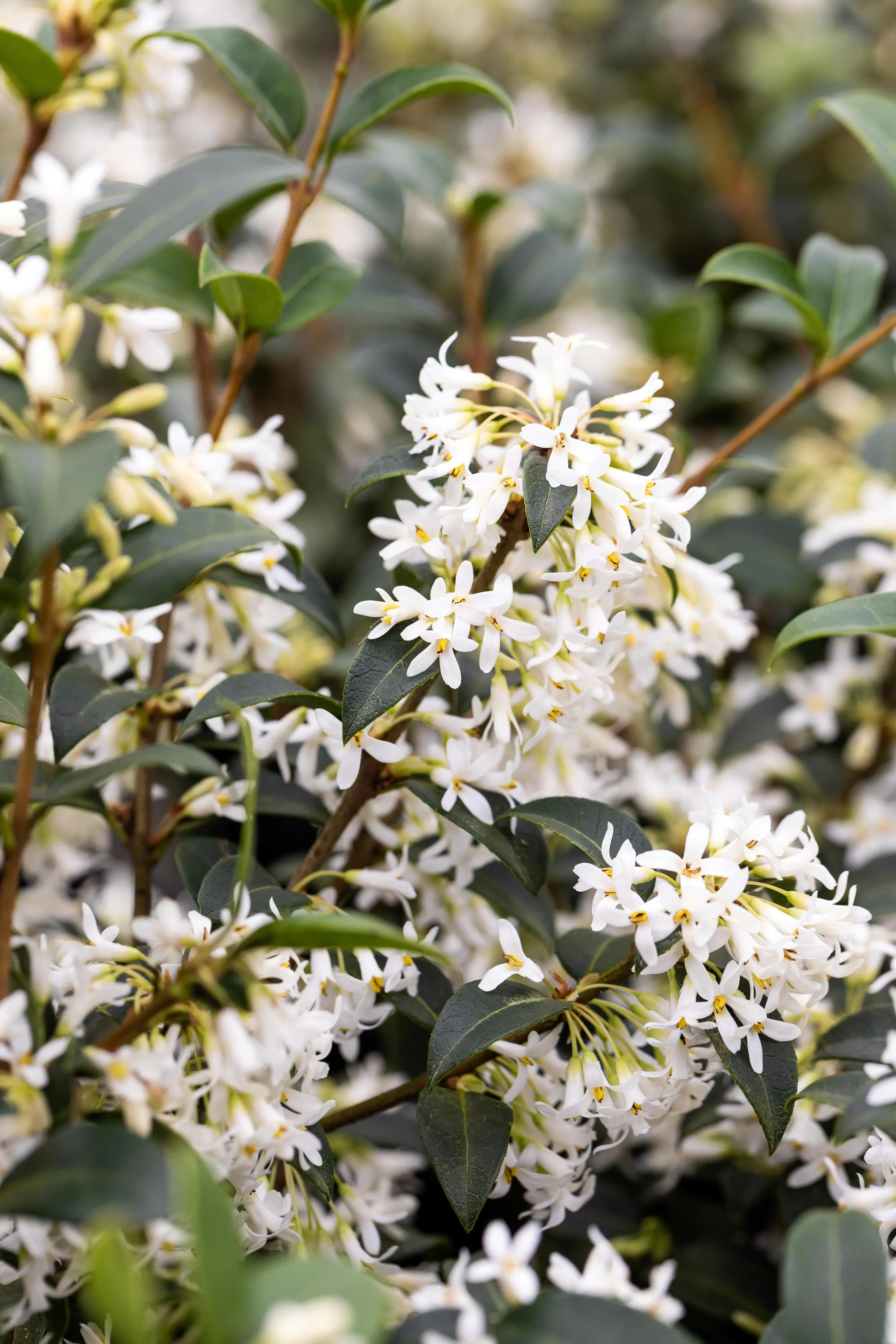 Frühlingsduftblüte Osmanthus Burkwoodii  H 120 - 140 cm, 20 Stück