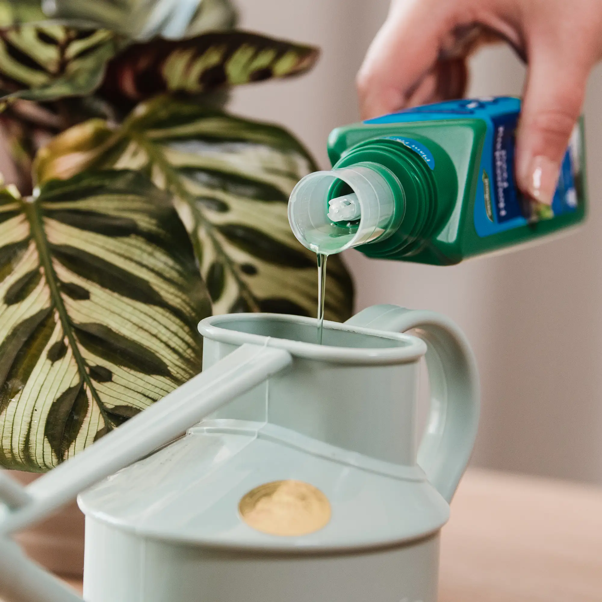 Westland Zimmerpflanzen Dünger 500 ml