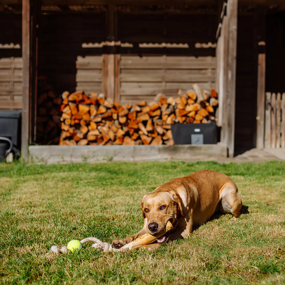 Nobby Hundespielzeug Kaffeeholz mit Seil und Ball ca. 48 cm