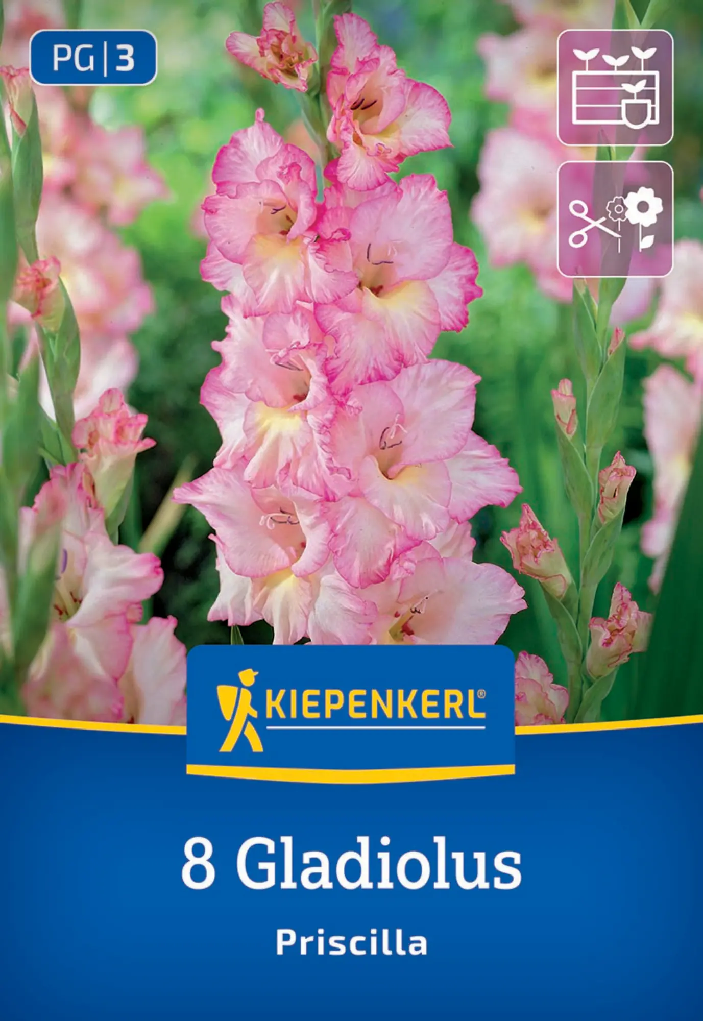 Kiepenkerl Frühjahrsblumenzwiebel Großblumige Gladiole Priscilla 8 Stück
