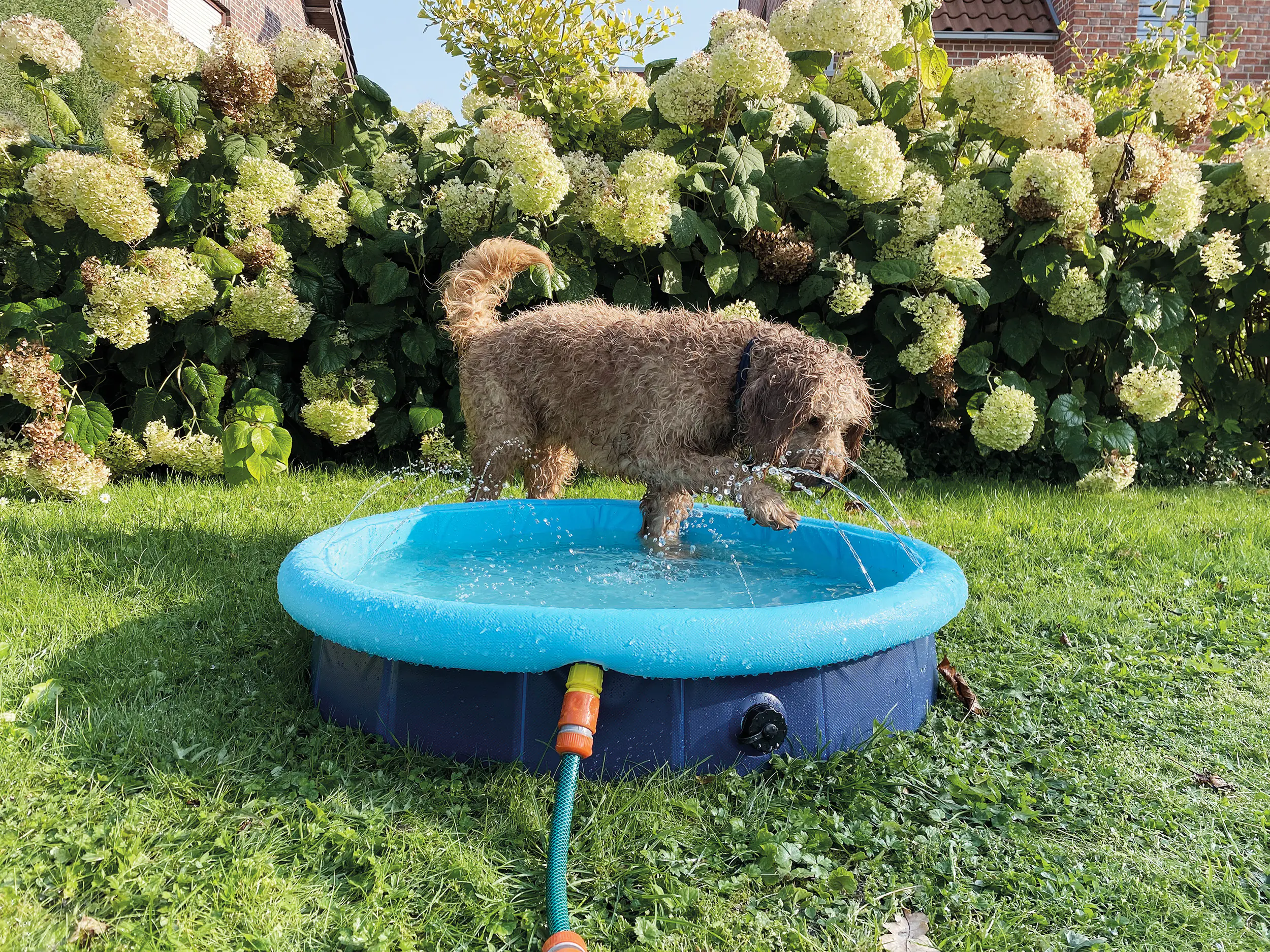 Nobby Hundepool Splash Pool 2 in 1 Ø 80 x 20/25 cm