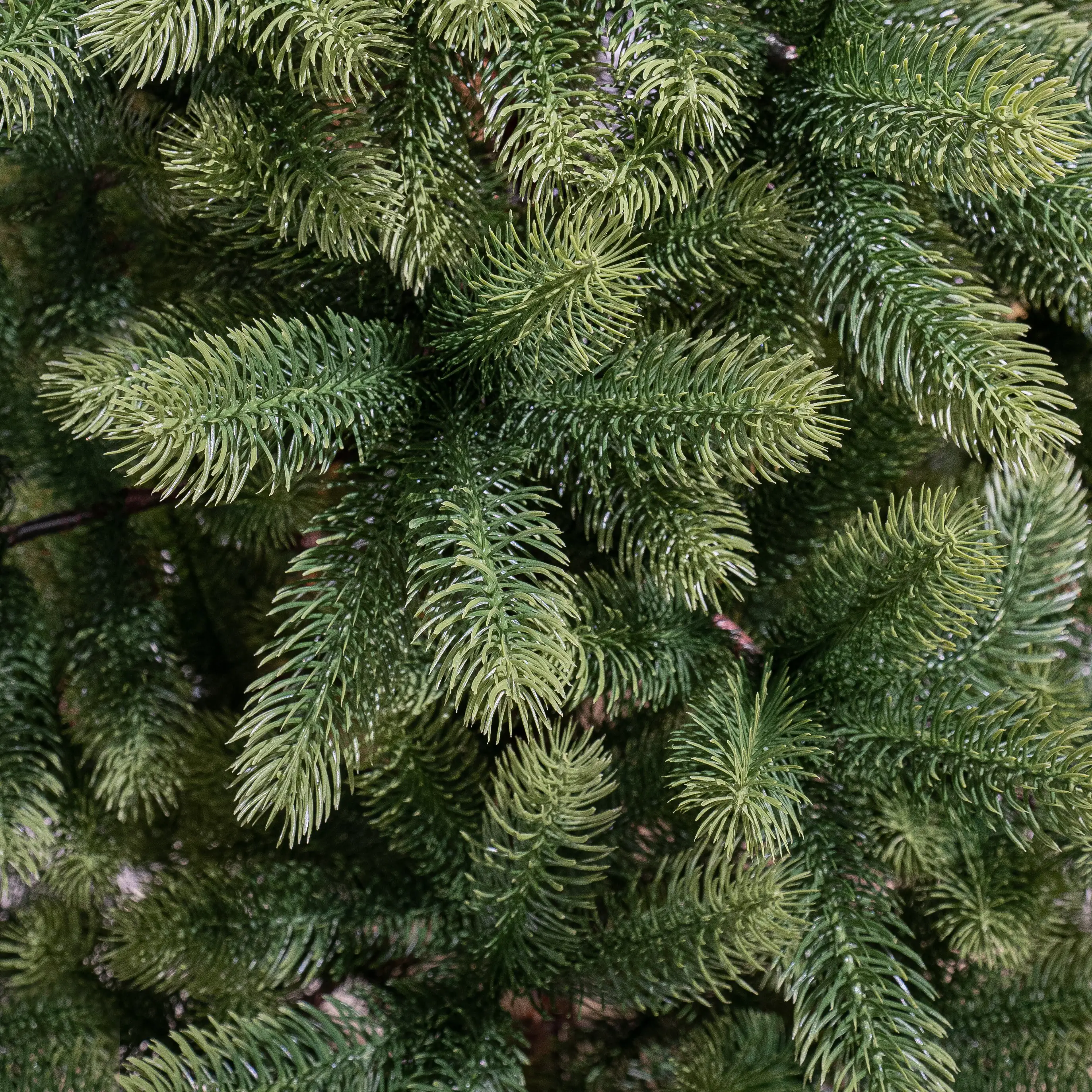 Black Box Trees Weihnachtsbaum Nagoya grün 180 cm