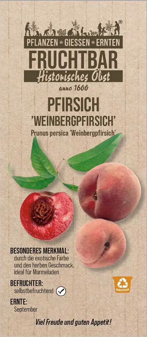 Stadt Ernte Bio Obstbaum Pfirsich Weinbergpfirsich H 150 cm 29 cm Topf