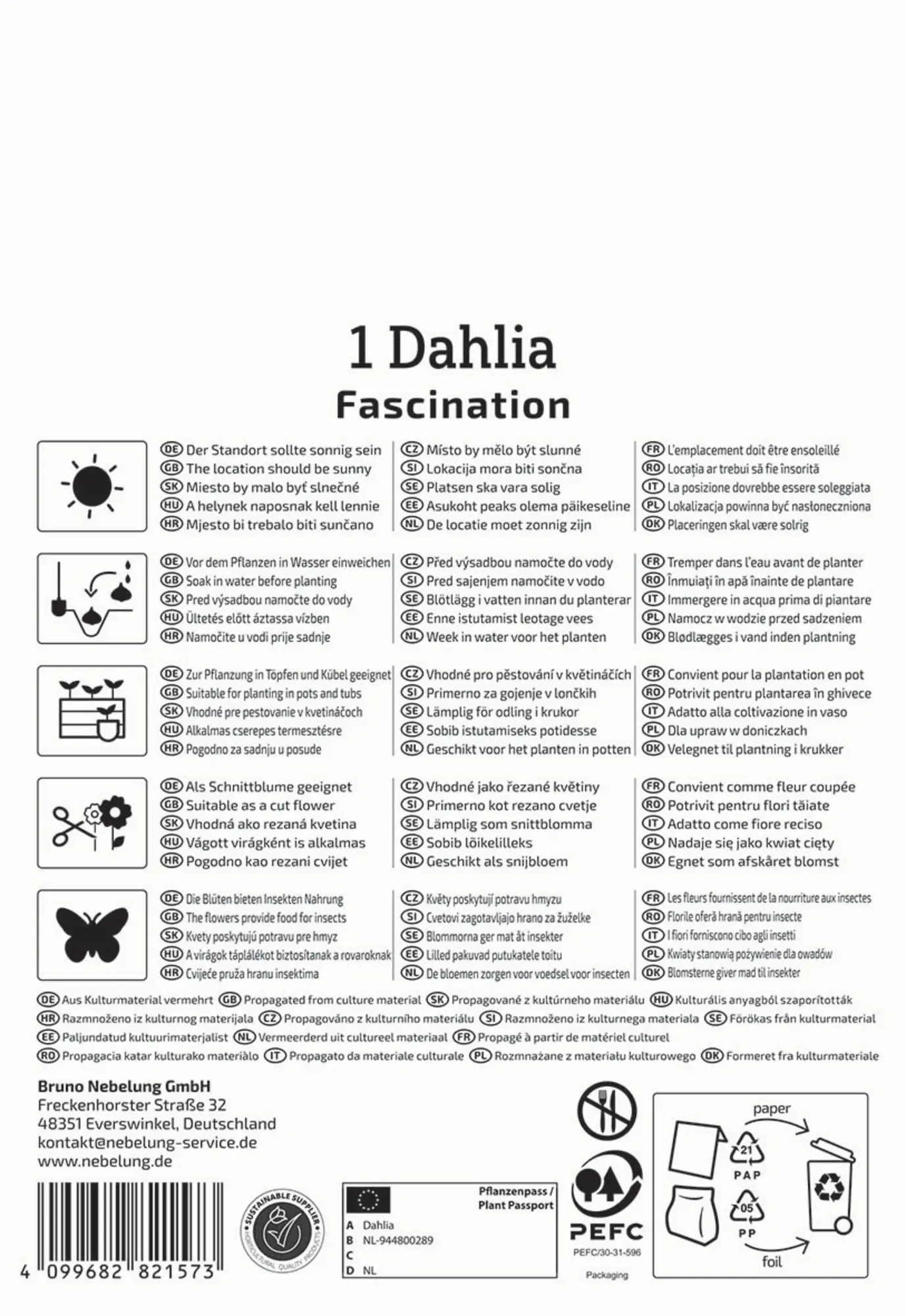 Kiepenkerl Frühjahrsblumenzwiebel Dunkellaubige Beetdahlie Fascination 1 Stück