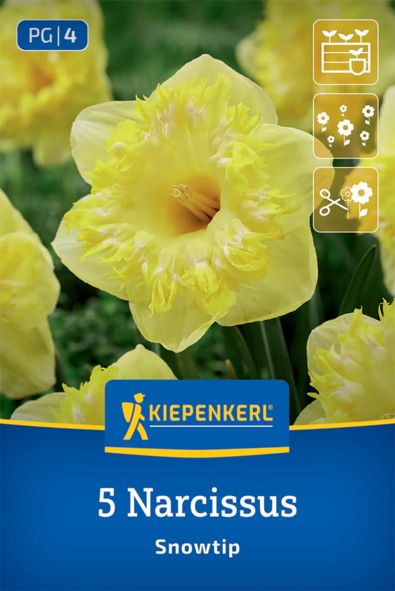 Kiepenkerl Herbstblumenzwiebel Narzissen Snowtip 5 Stück