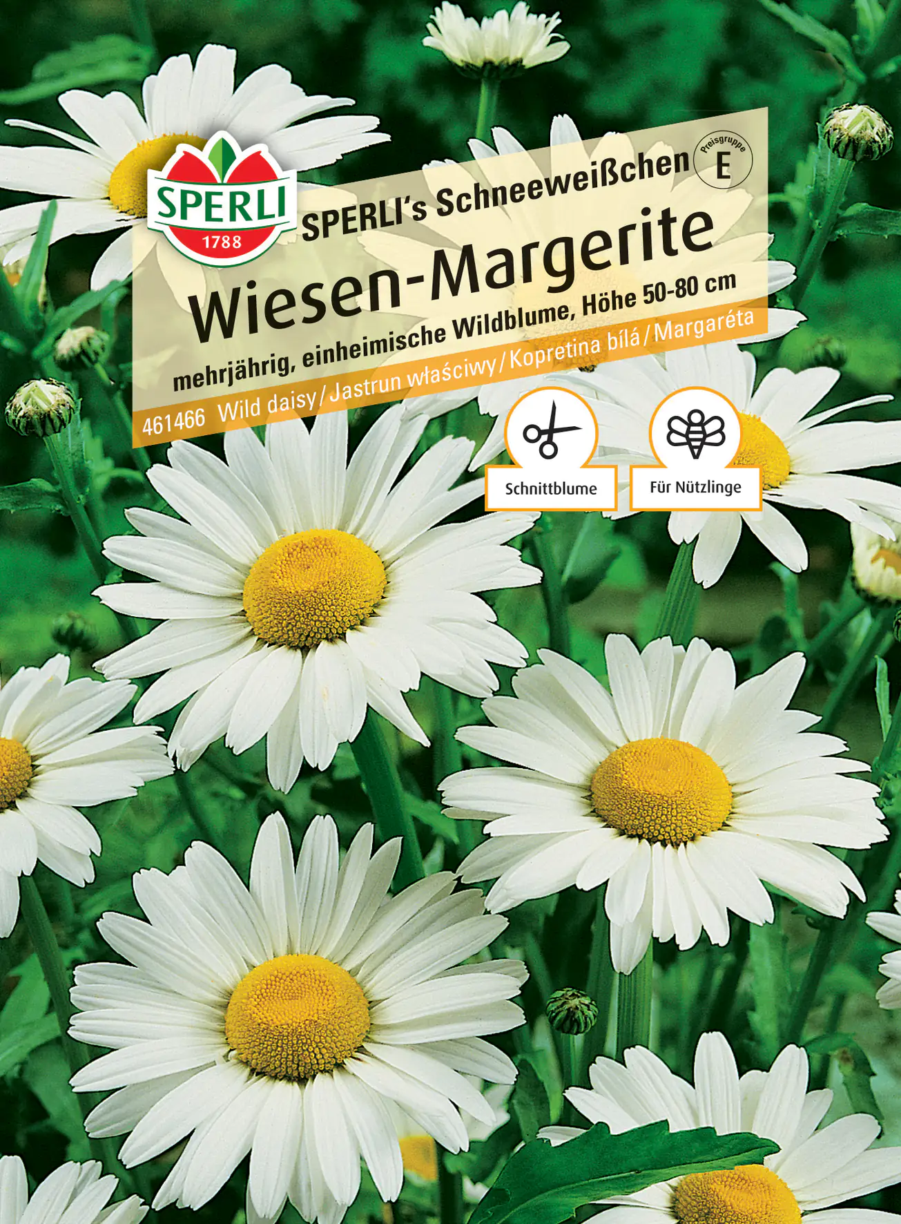 Sperli Wiesen-Margerite SPERLI's Schneeweißchen