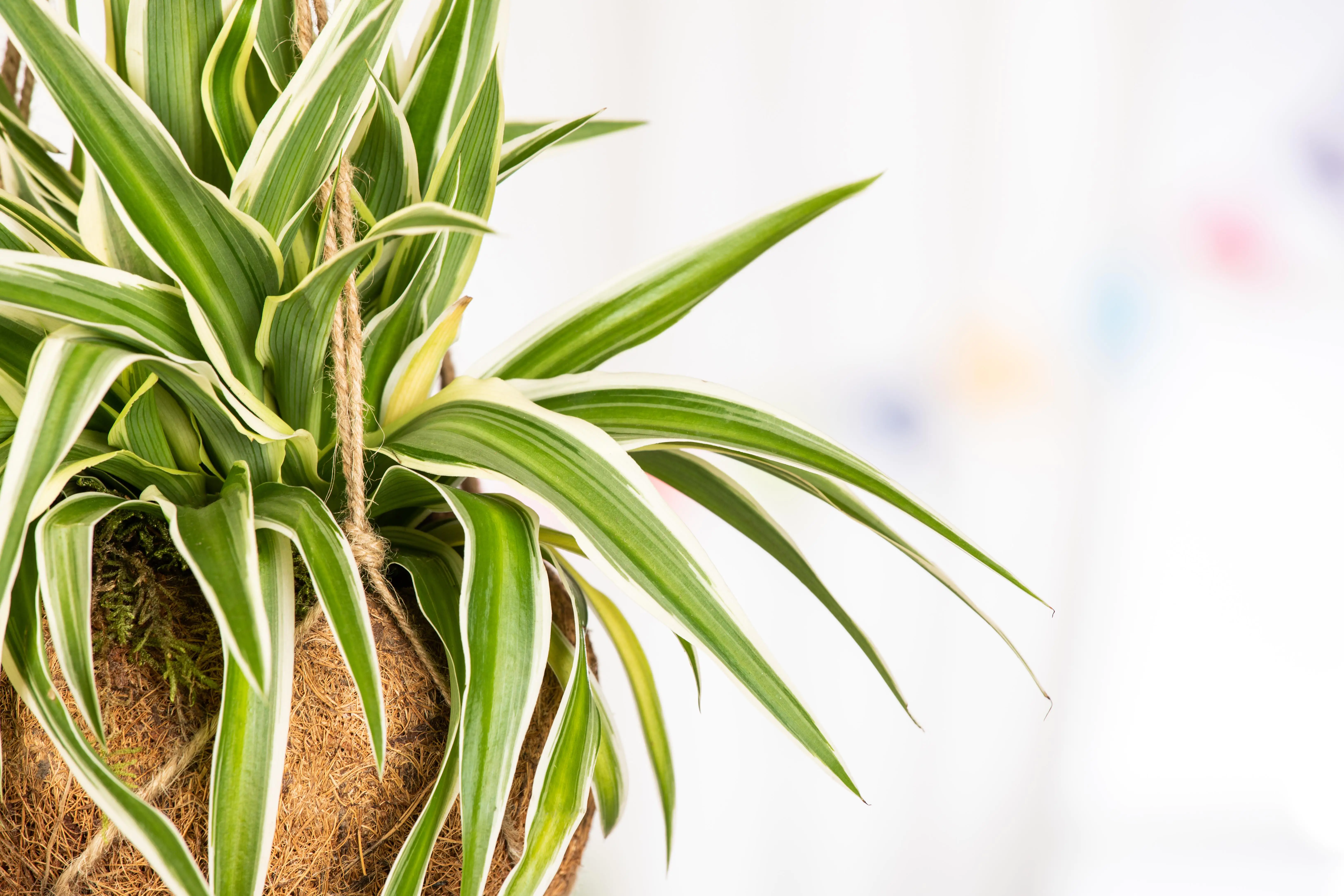 Kokodama Chlorophytum Grünlilie 20 cm 15 cm Topf