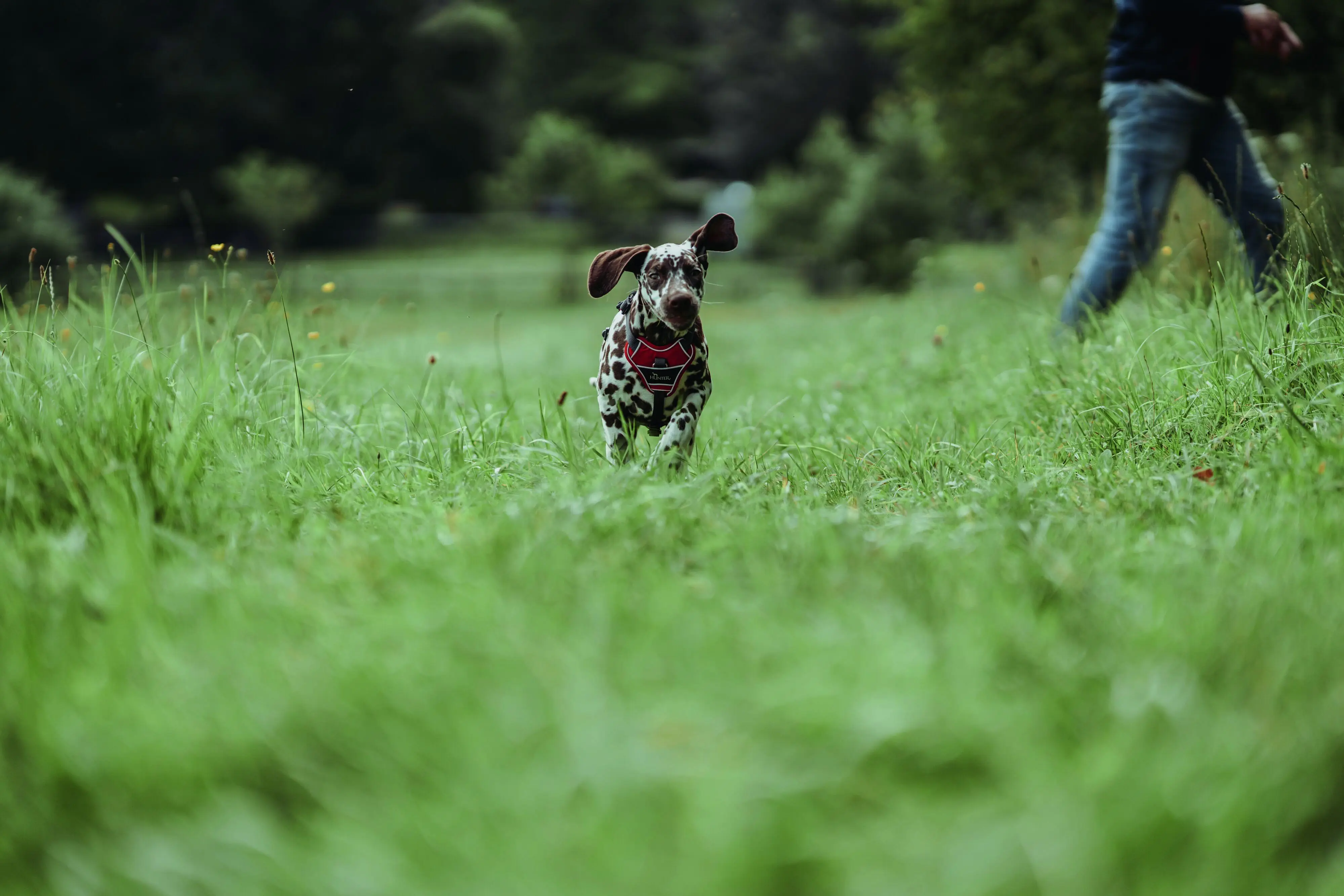 Hunter Hundegeschirr Divo L rot/grau