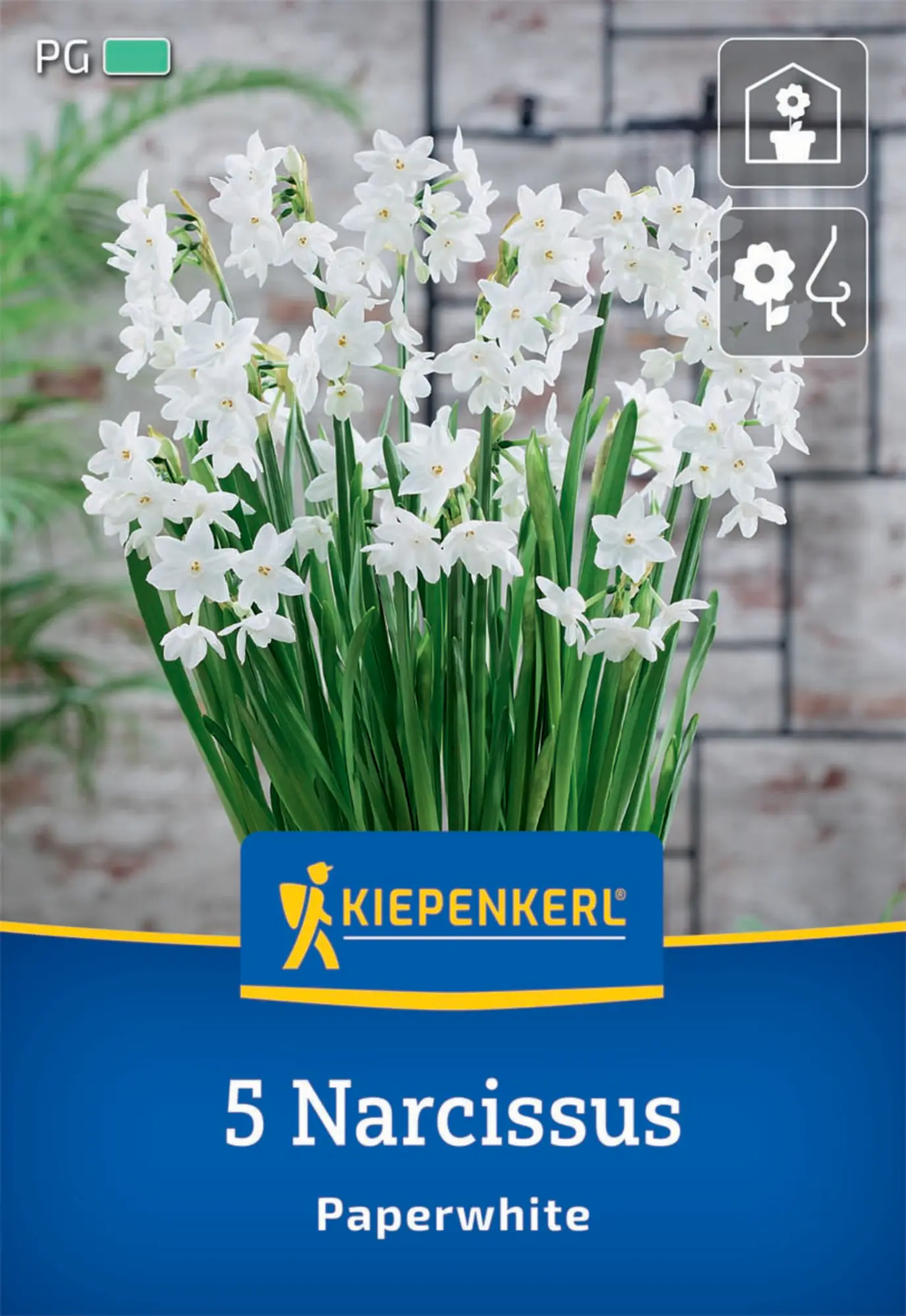 Kiepenkerl Herbstblumenzwiebel Zimmer-Narzisse Paperwhite 5 Pflanzen