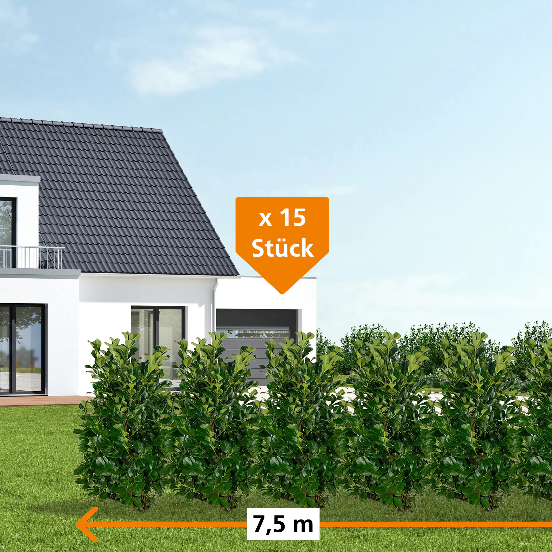 Kirschlorbeer Etna Prunus laur. Etna H 120 - 140 cm, 15 Stück