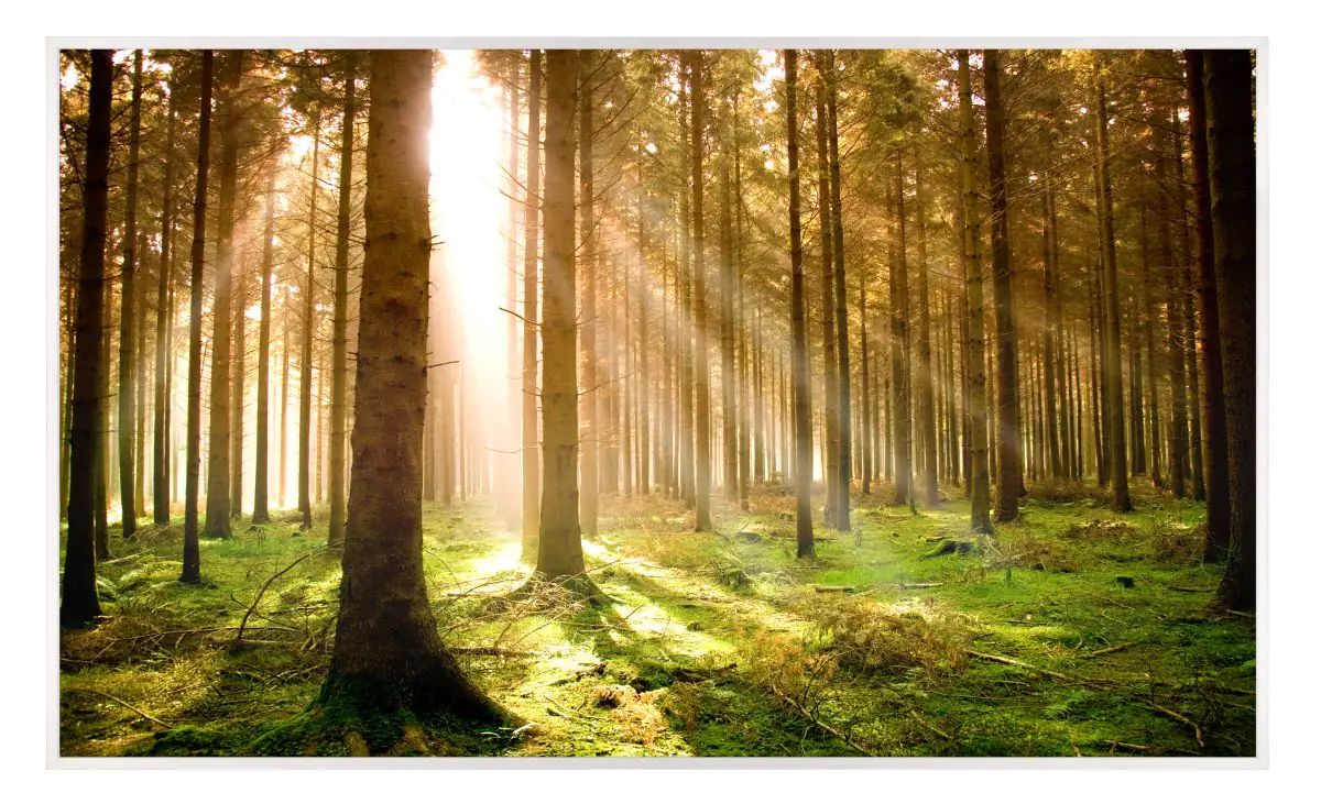 papermoon Infrarotheizkörper EcoHeat 60X100 cm 600 Watt, Pine Forest