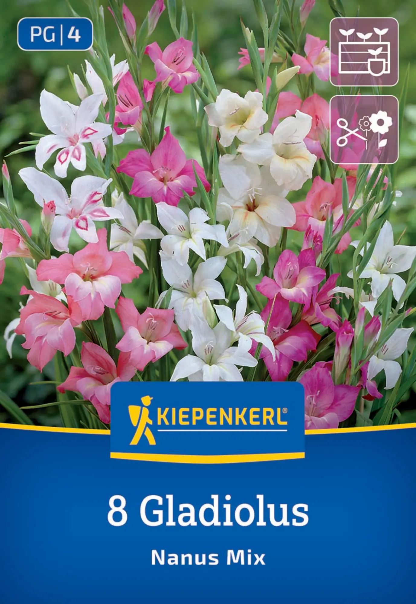 Kiepenkerl Frühjahrsblumenzwiebel Gladiole kleinblumige Mischung 8 Stück