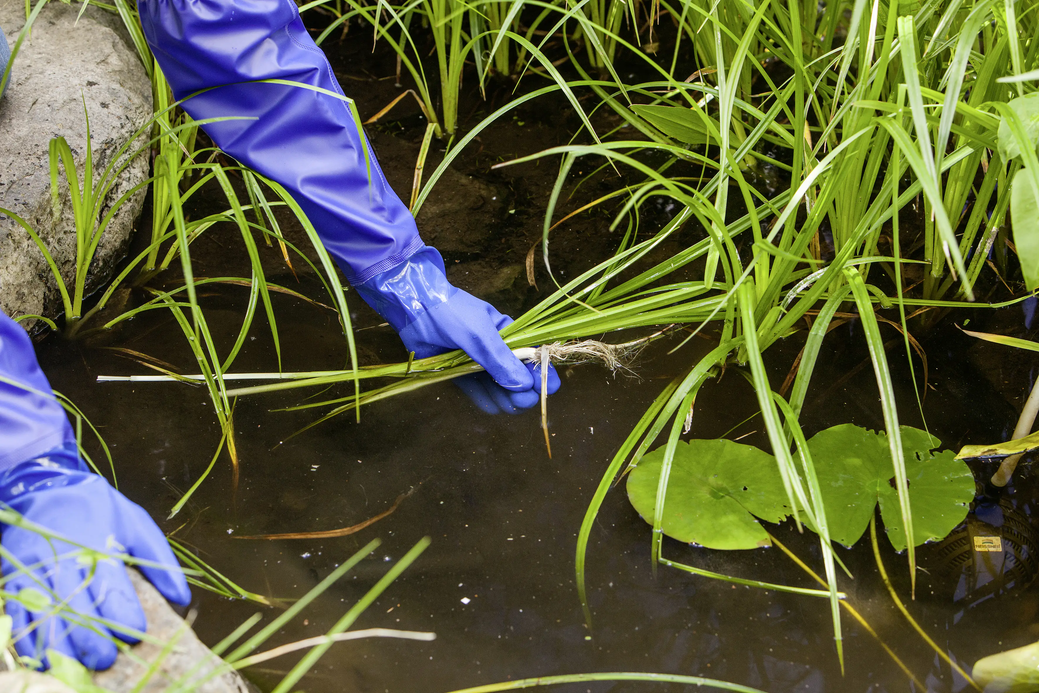 4006873426776_2582016 Heissner Teichhandschuh Größe S/M