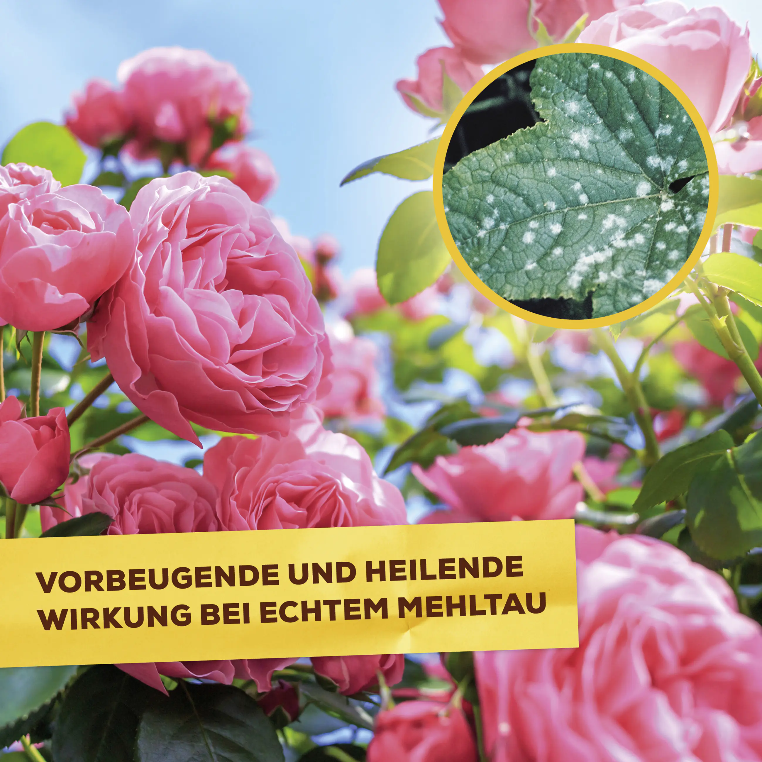 Solabiol Pilzfrei AF 750 ml Solabiol Pilzfrei AF 750 ml