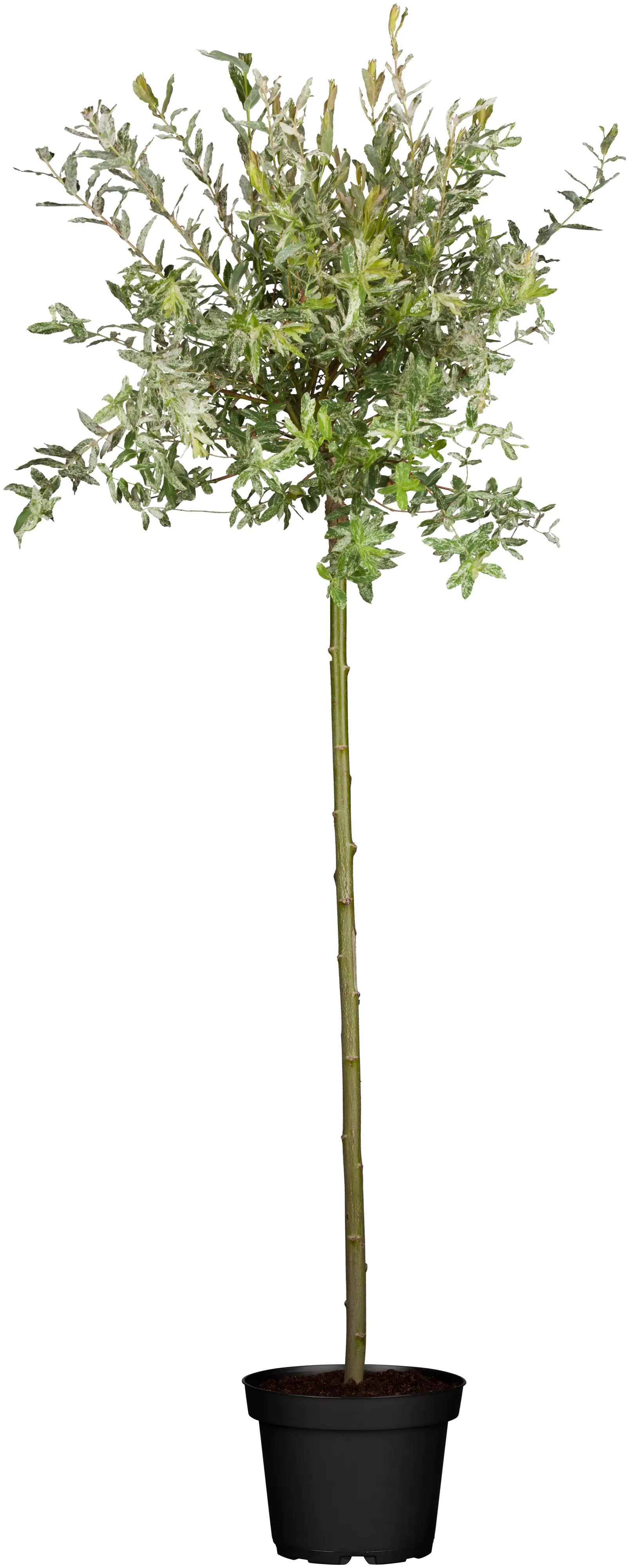 Harlekinweide Hakuro Nishiki 80 cm hoch 5 l Container Harlekinweide Hakuro Nishiki 80 cm hoch 5 l Container