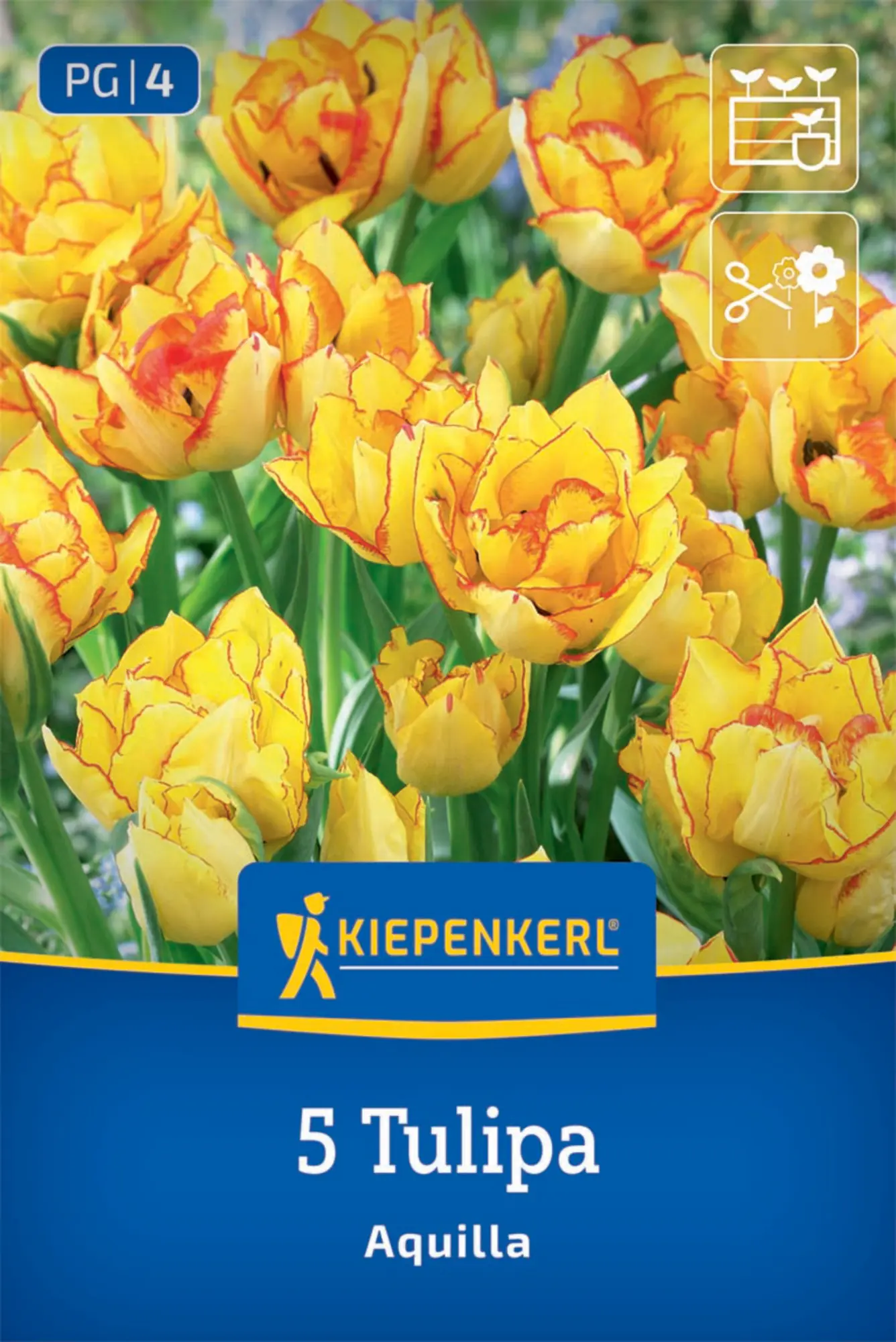 Kiepenkerl Herbstblumenzwiebel Tulpen Aquilla 5 Stück