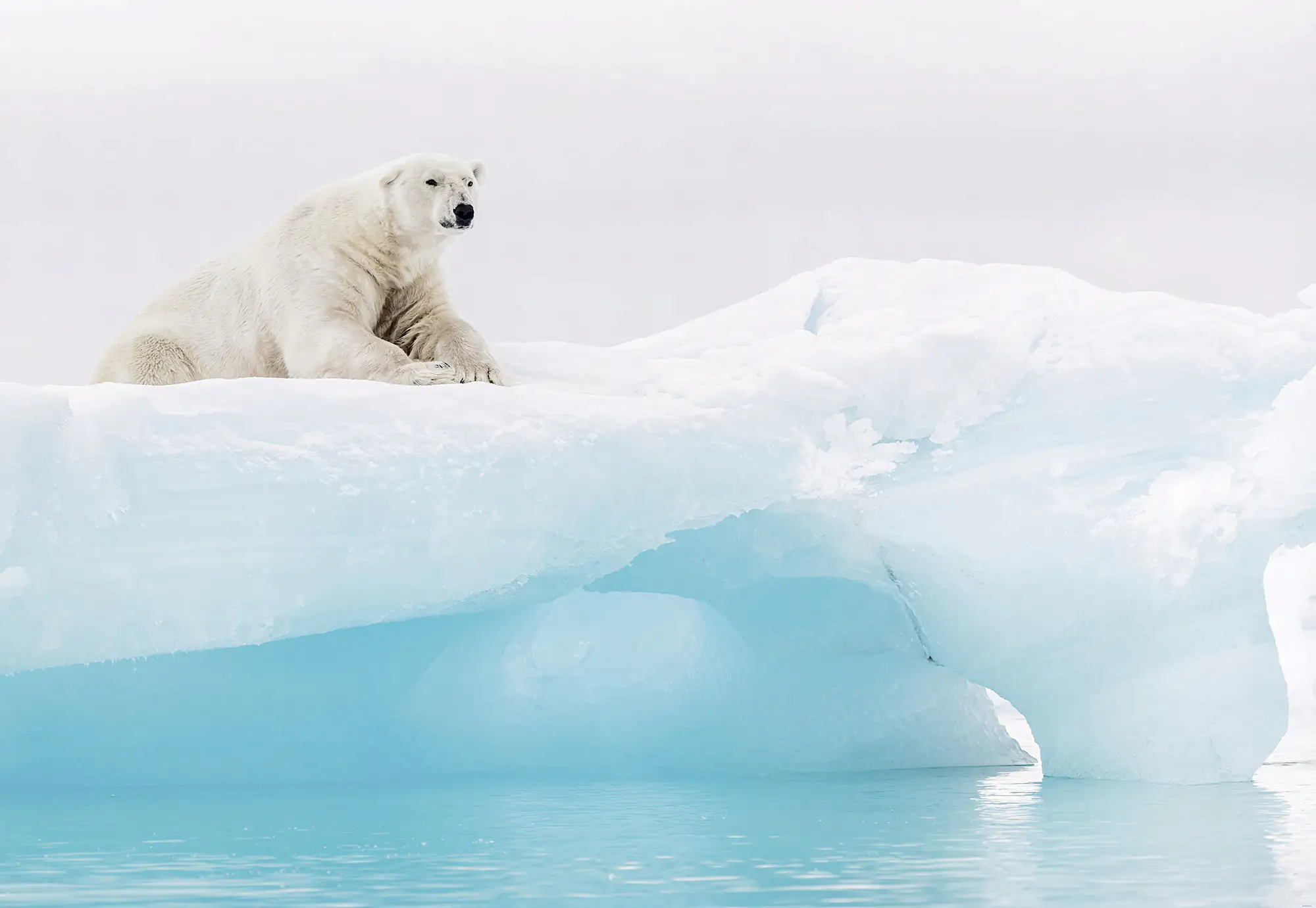 Komar Fototapete Artic Polar Bear 368 x 254 cm 