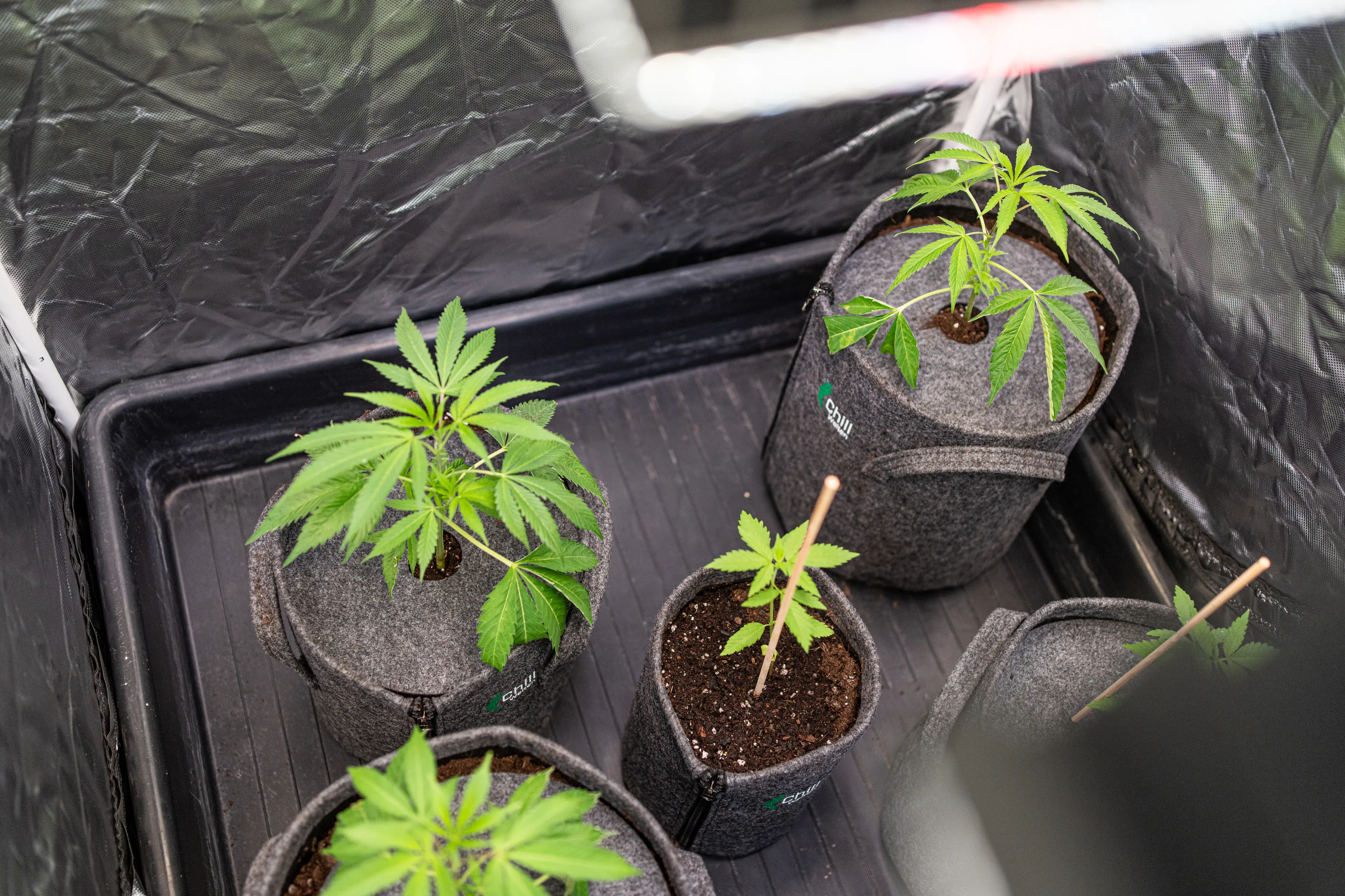 Herbi's Living Soil Grow Starter Biologisch aktiver Naturdünger 1 kg