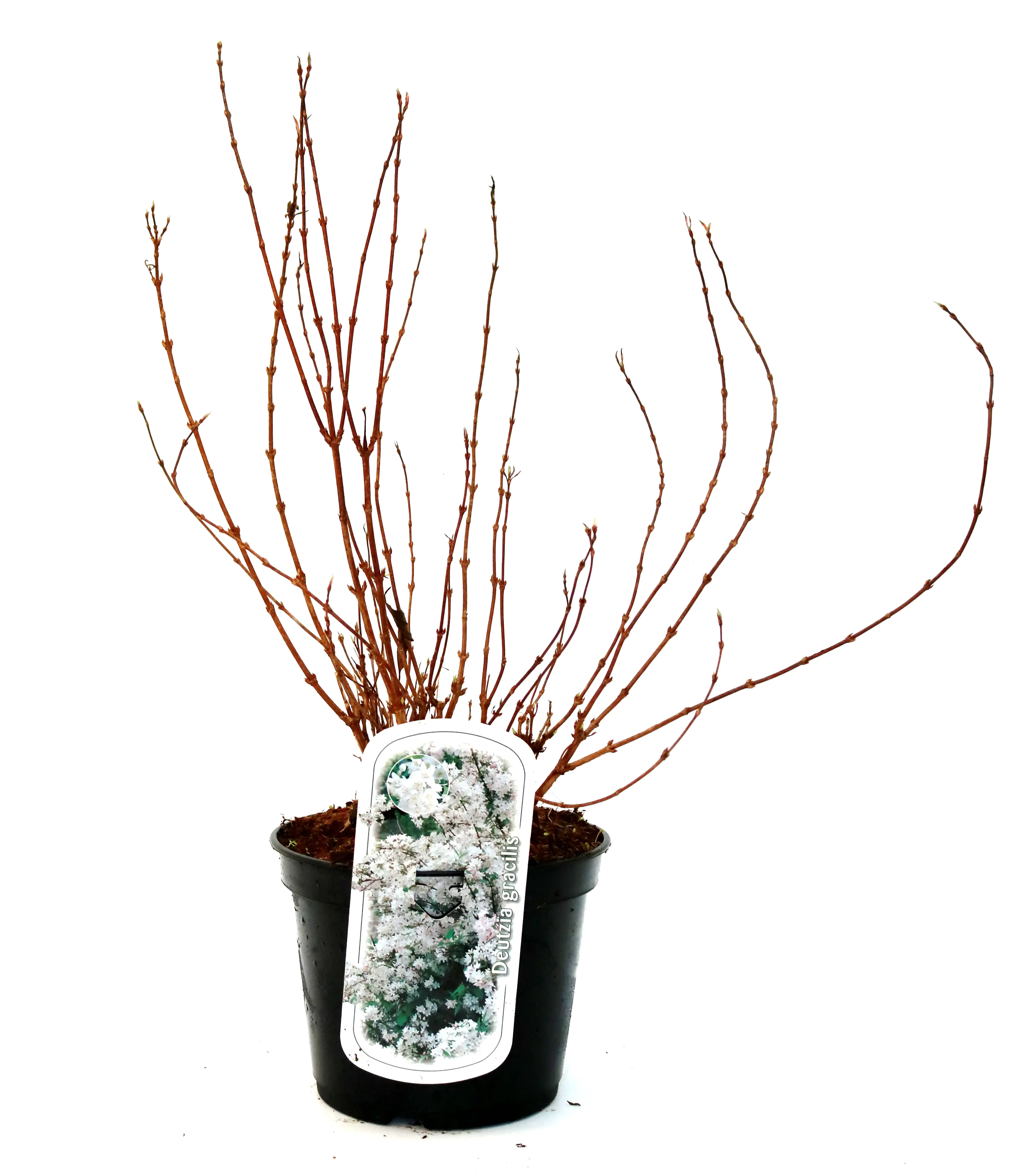 Maiblumenstrauch 3 l Container