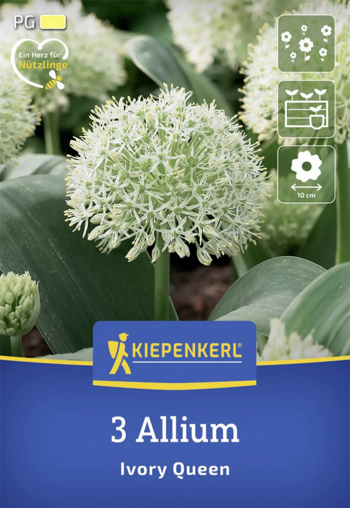 Kiepenkerl Herbstblumenzwiebel Zierlauch Ivory Queen 3 Stück