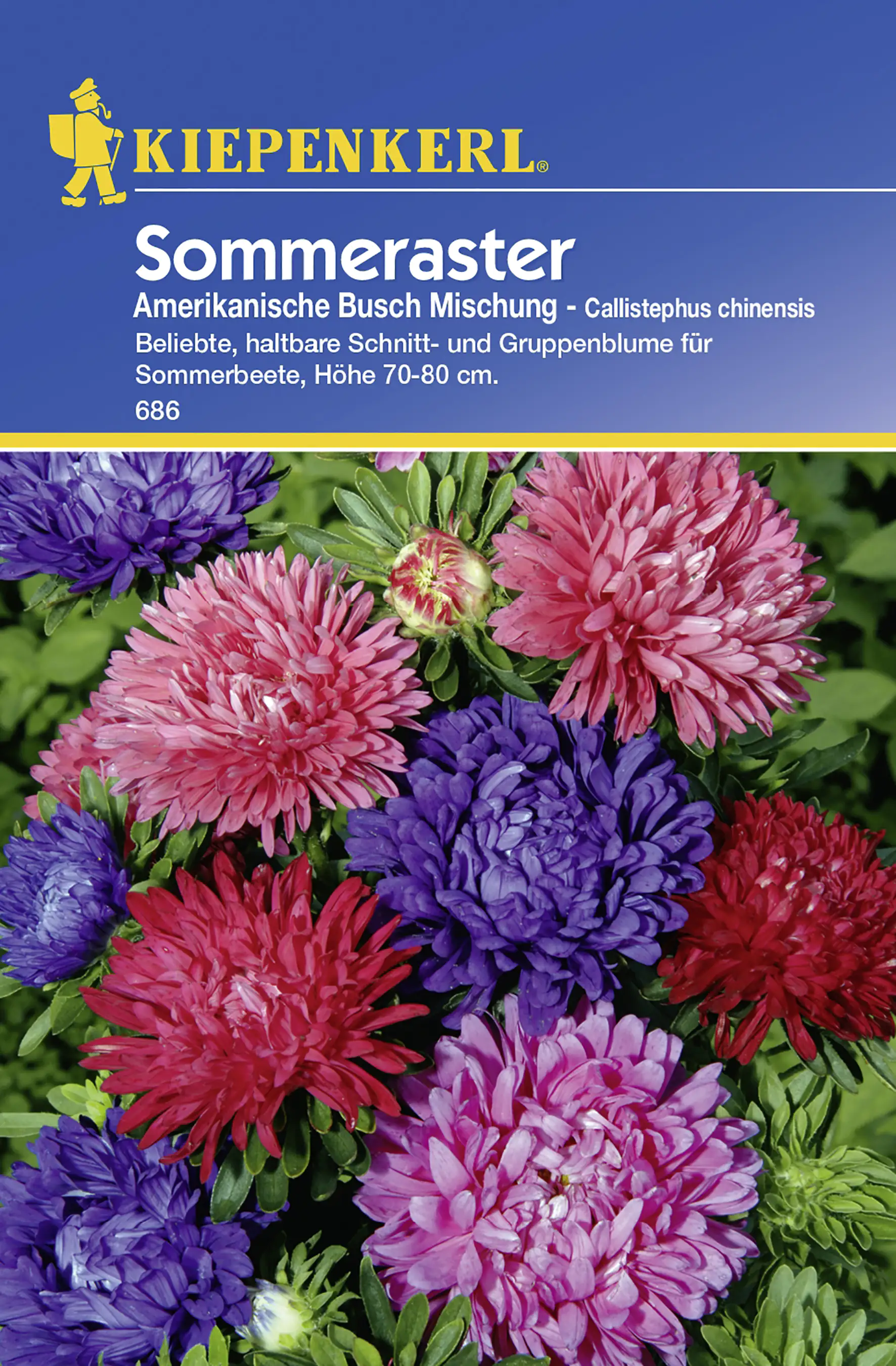 Kiepenkerl Sommeraster Amerikanische Busch Mischung Inhalt reicht für ca. 50 Pflanzen