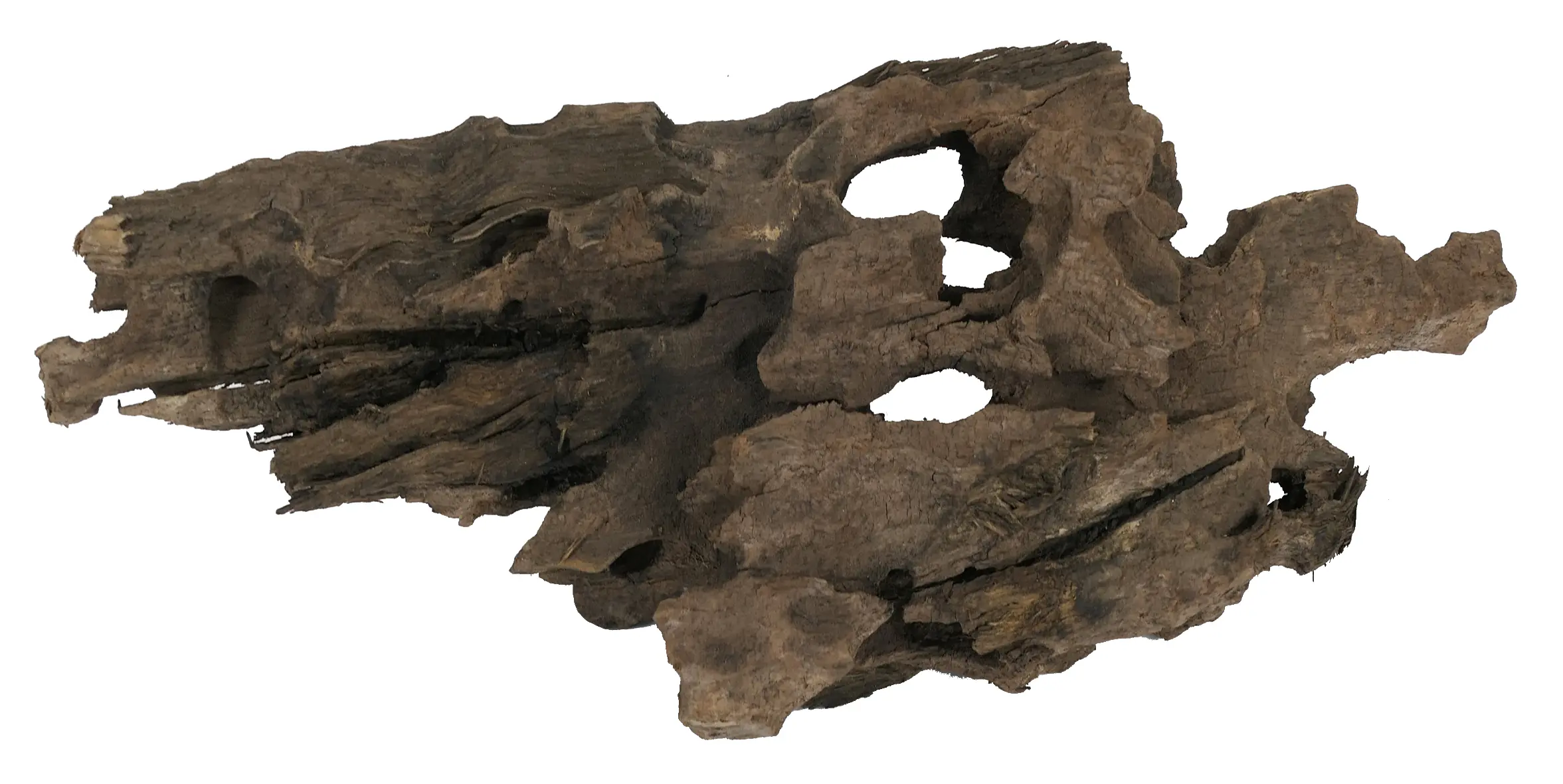 Orbit Caruqa-Wurzel small 