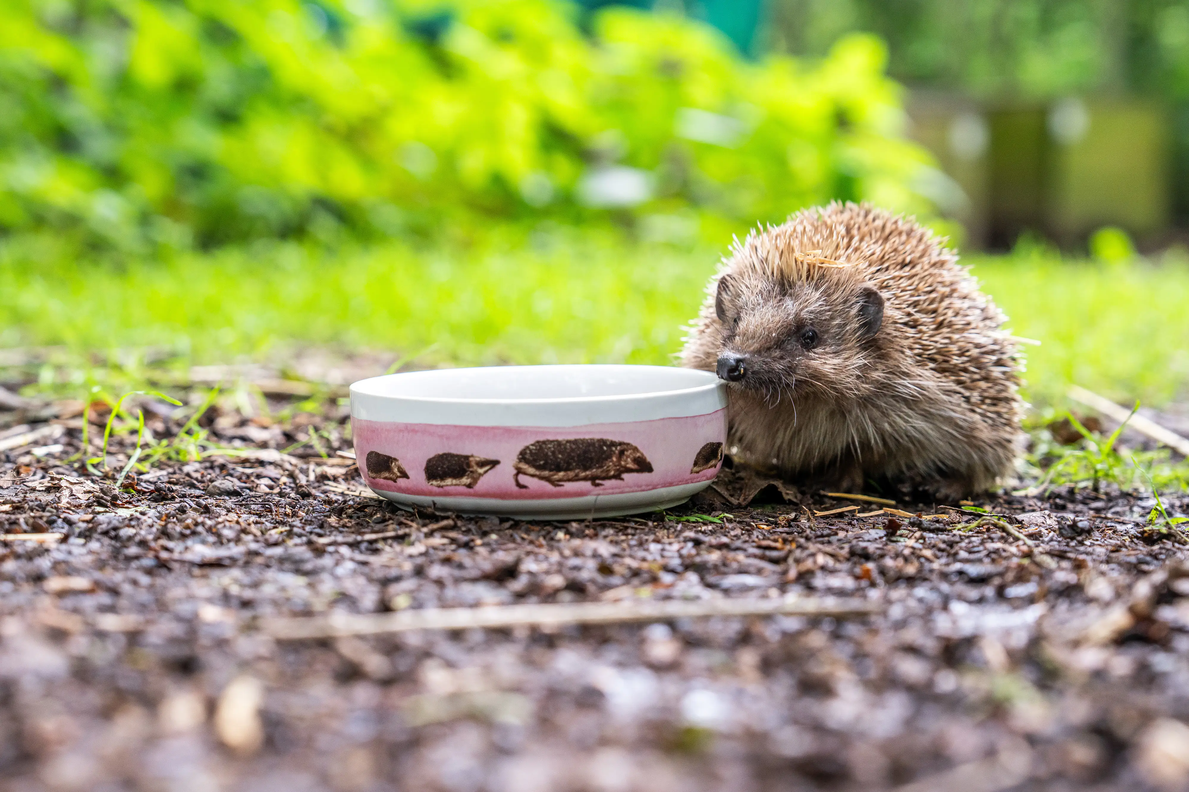 Futterschale für Igel Futterschale für Igel