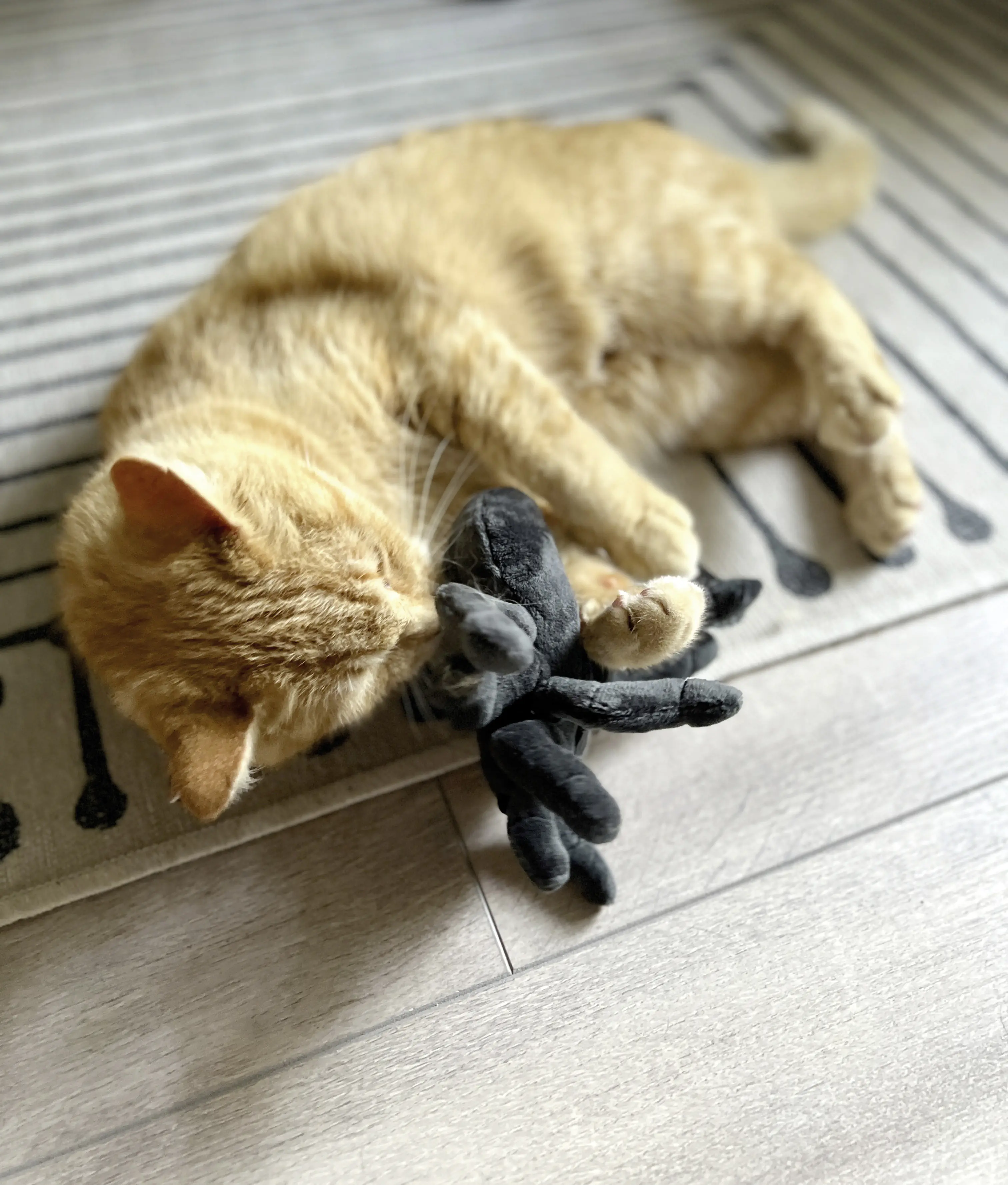 Aumüller Katzenspielzeug Tarantel Spooky schwarz mit Füllung 16 x 14 x 4 cm