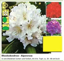 4029395049544 Rhododendron PG II + III Liebhaber 5 l Container
