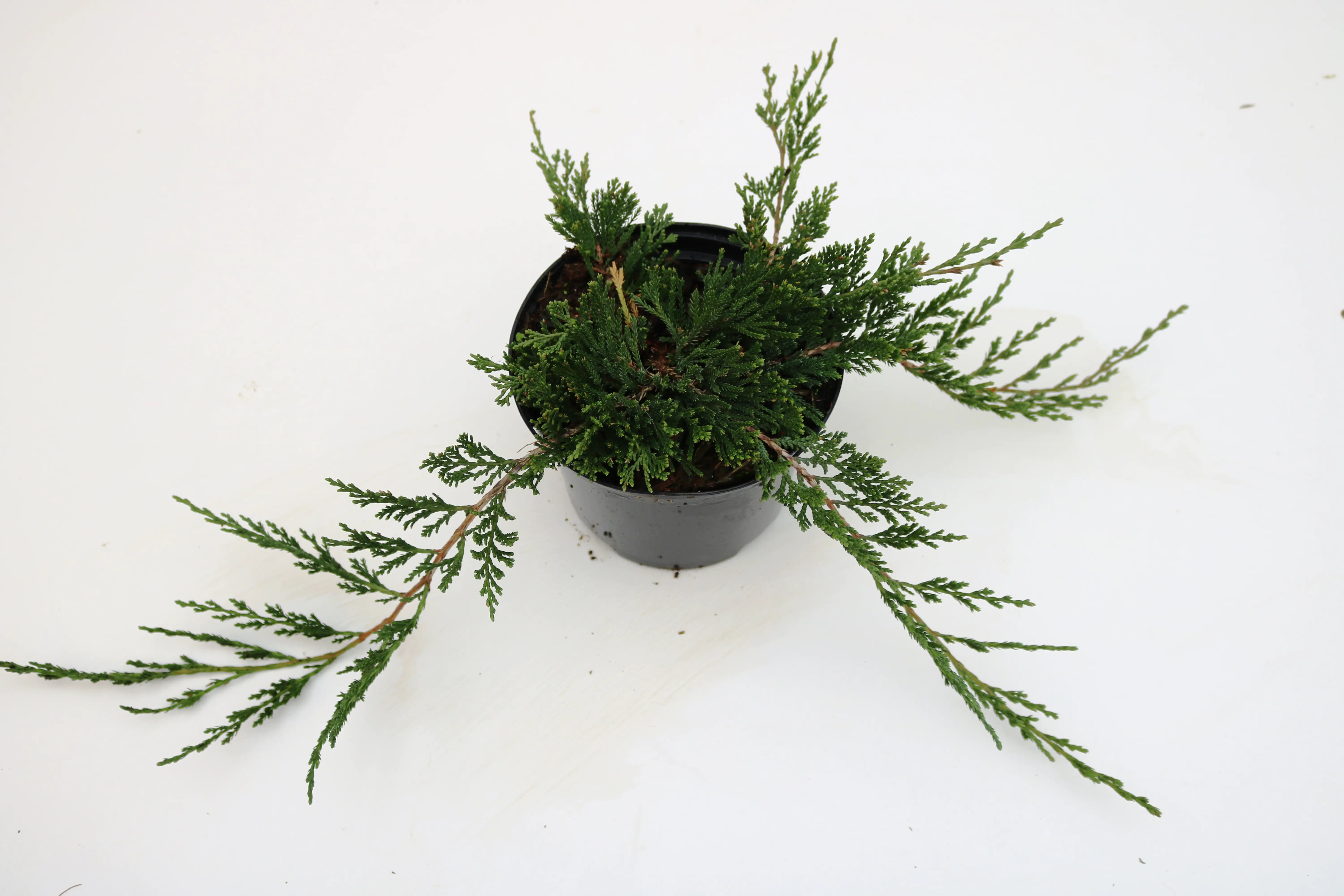 Kriechwacholder Glauca 20-30 cm 2 L Container