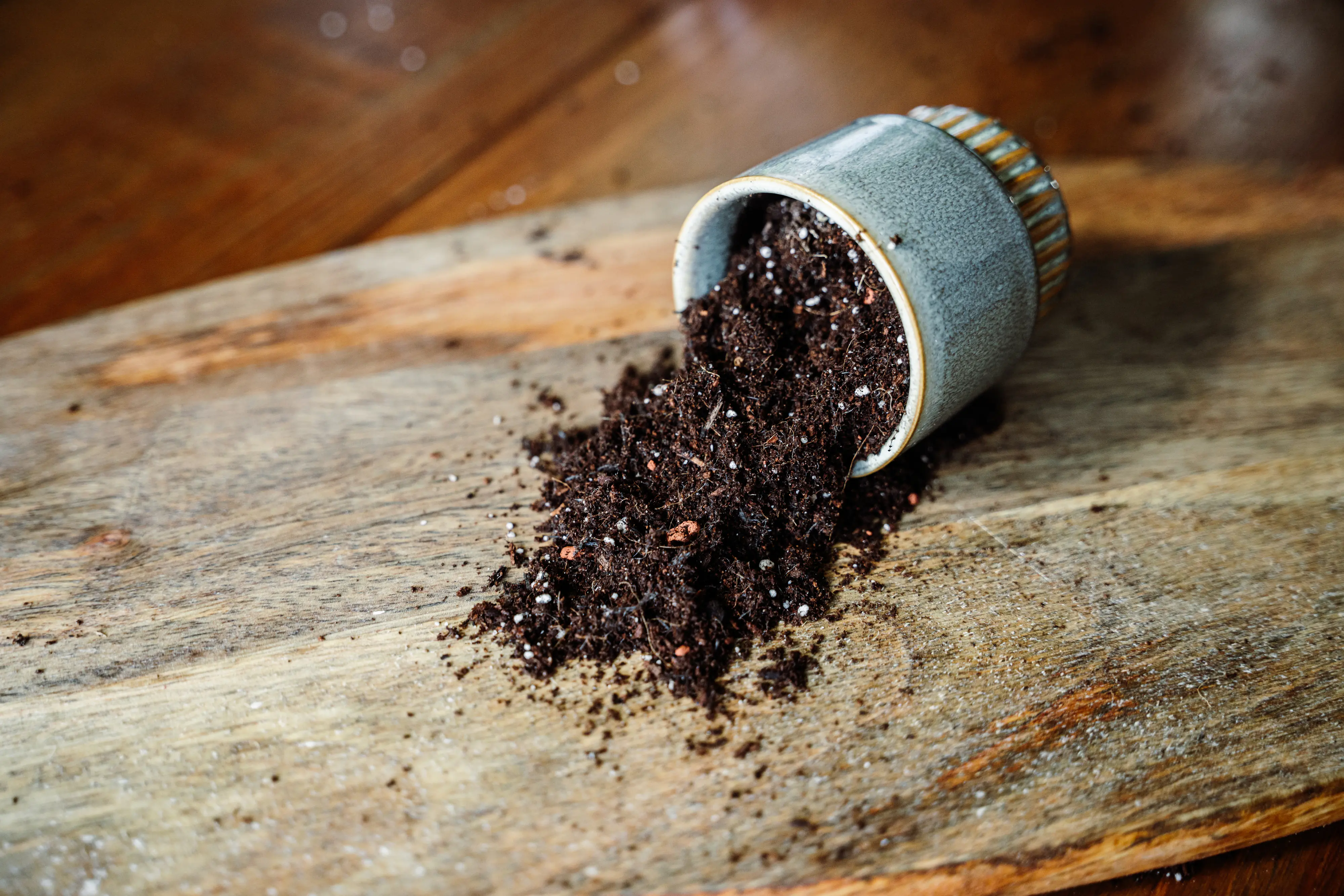 Westland Zimmerpflanzen Erde torffrei 4 L