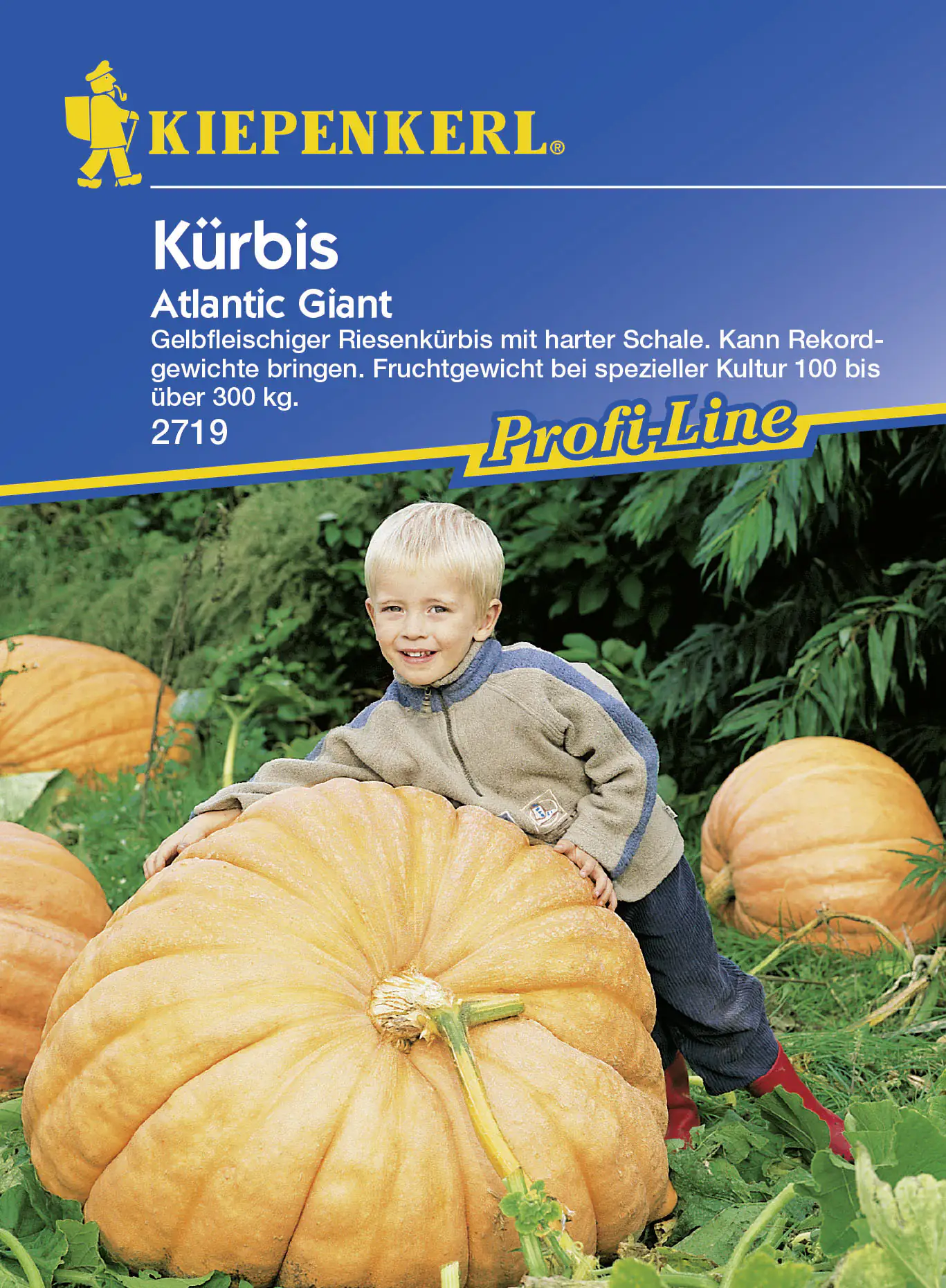 Kiepenkerl Kürbis Atlantic Giant Cucurbita maxima, Inhalt: ca. 5 Pflanzen