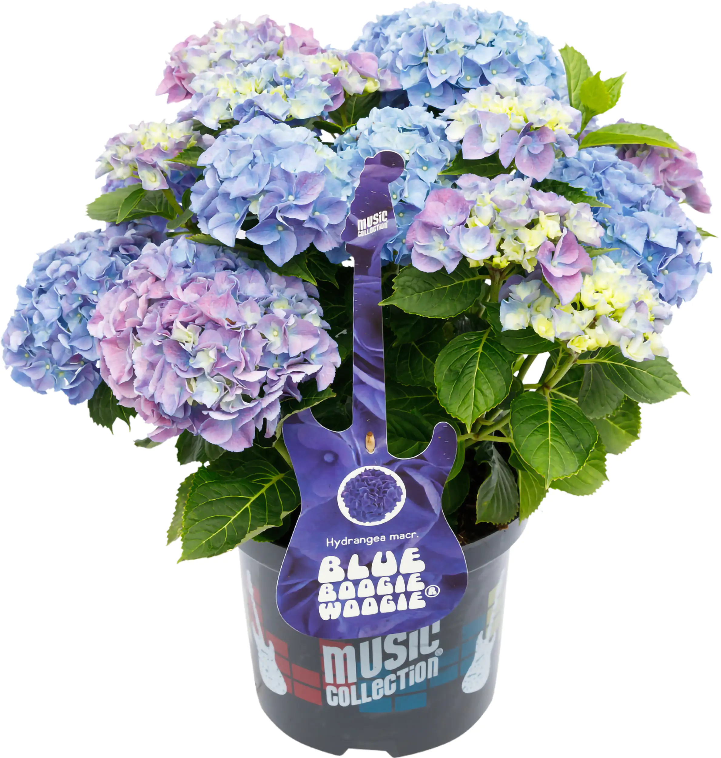 Bauernhortensie Music Collection Hydrangea mac. H 30 - 40 cm 5 L Container