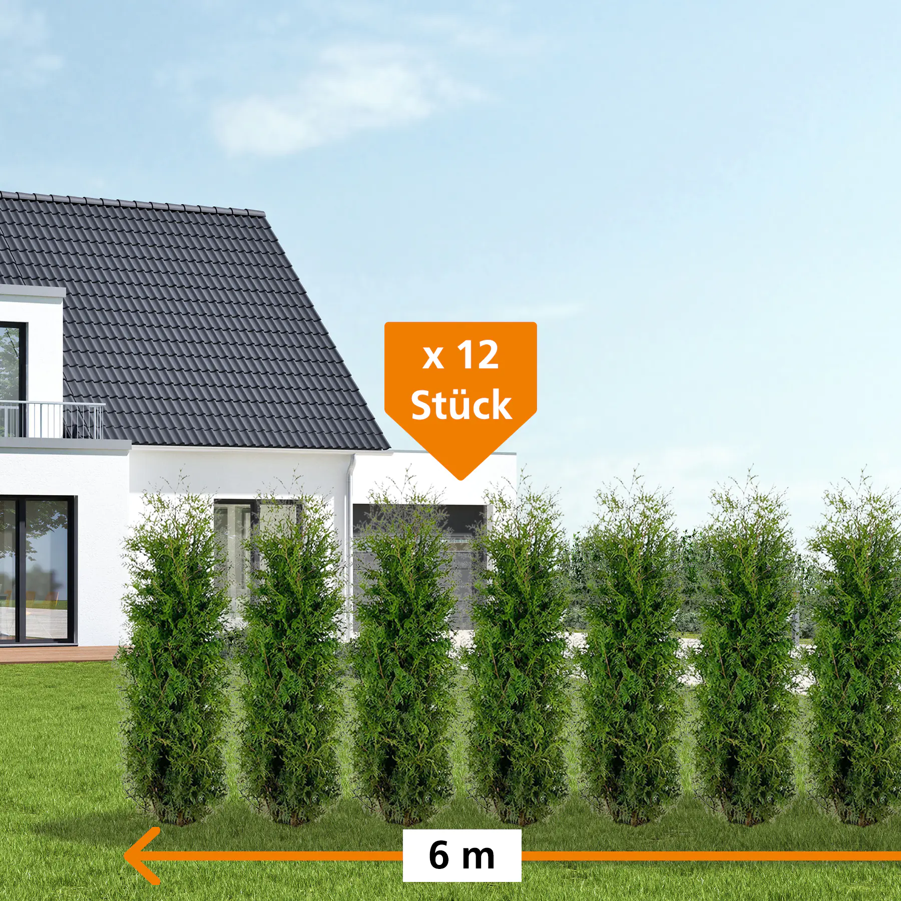 Lebensbaum Thuja occ. Brabant H 180 - 200 cm, 12 Stück