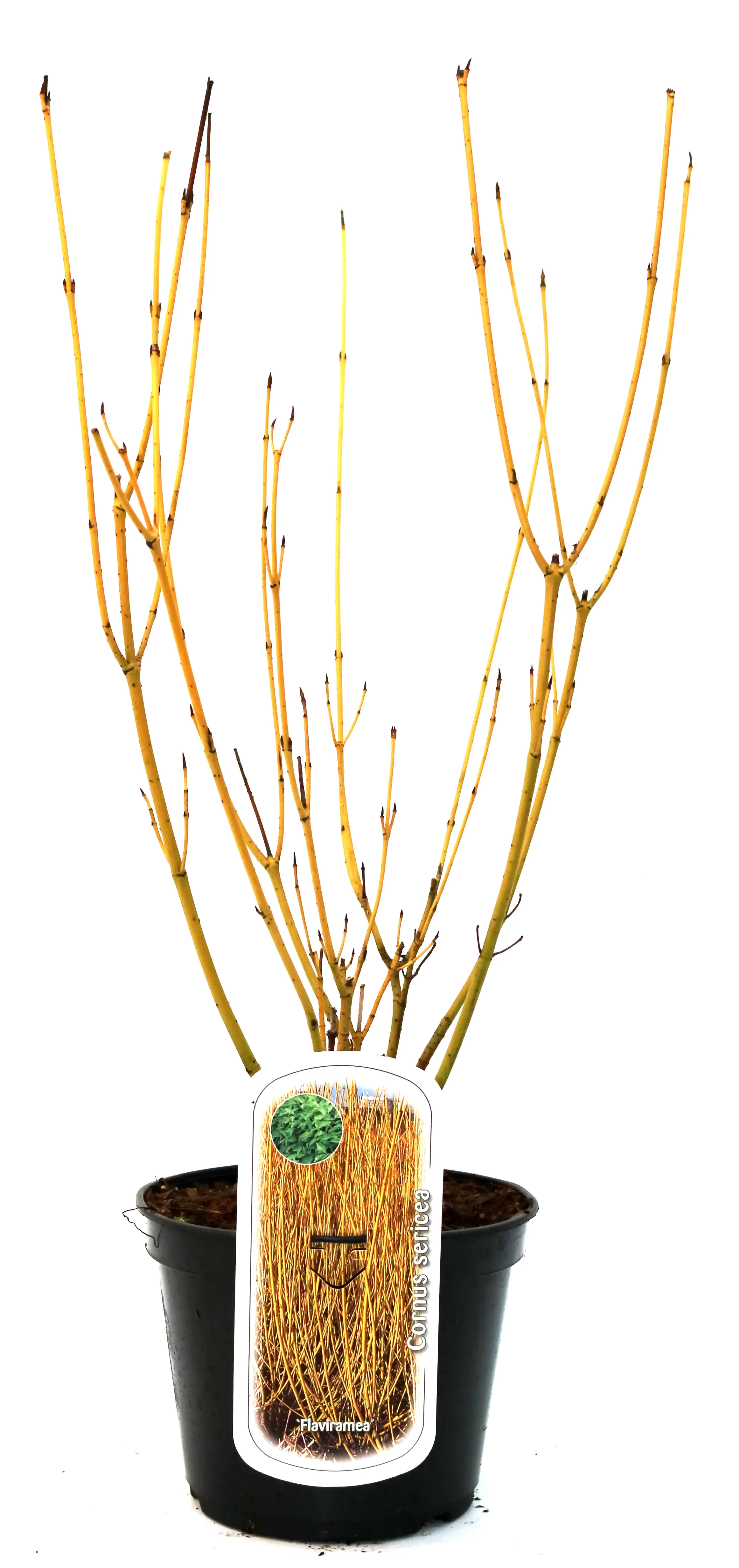 Gelbholz Hartriegel 3 l Container