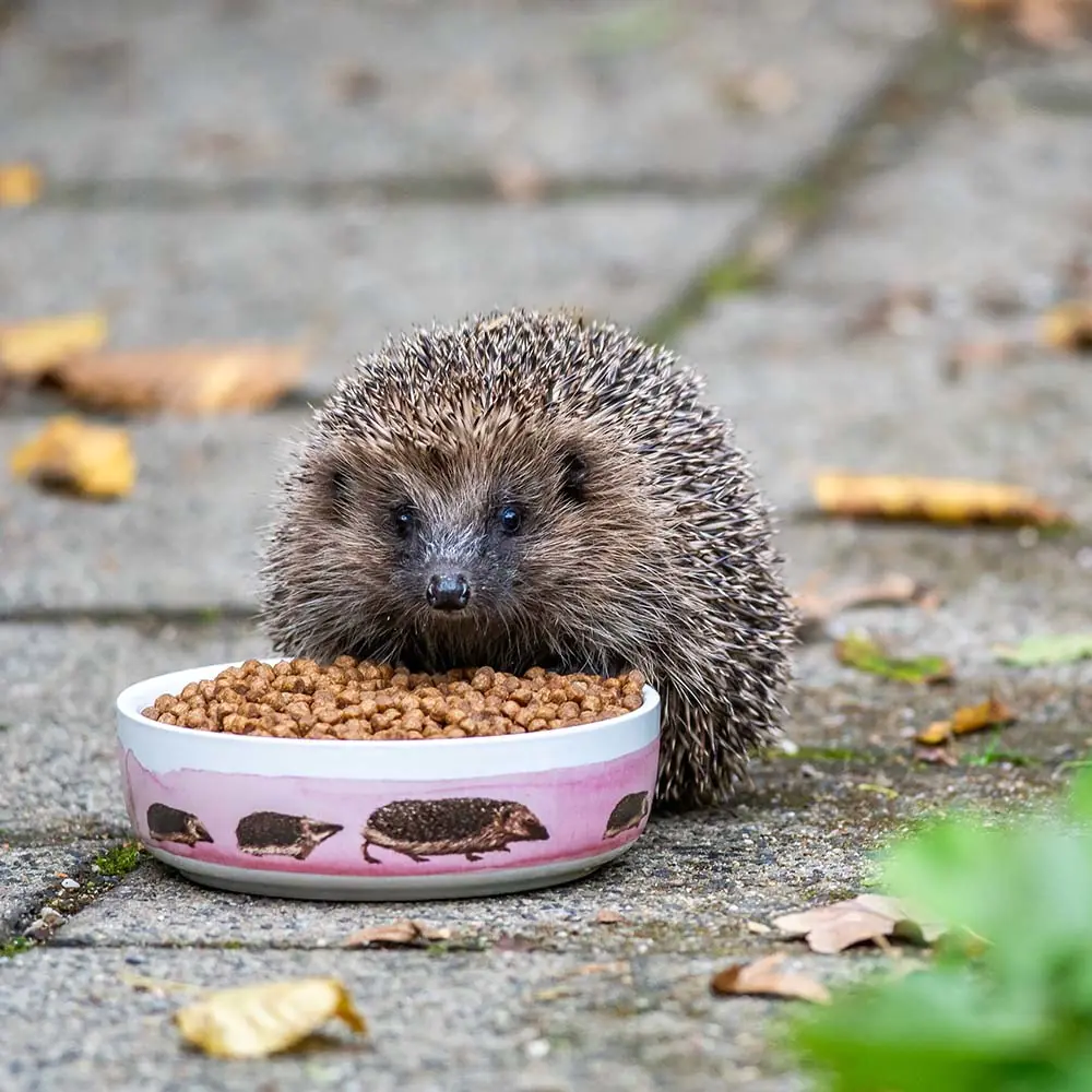 Futterschale für Igel Futterschale für Igel