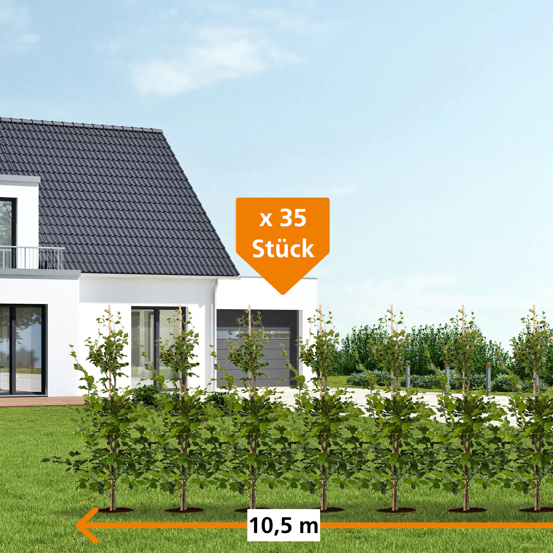 Rotbuche Fagus sylvatica H 150 - 175 cm, 35 Stück