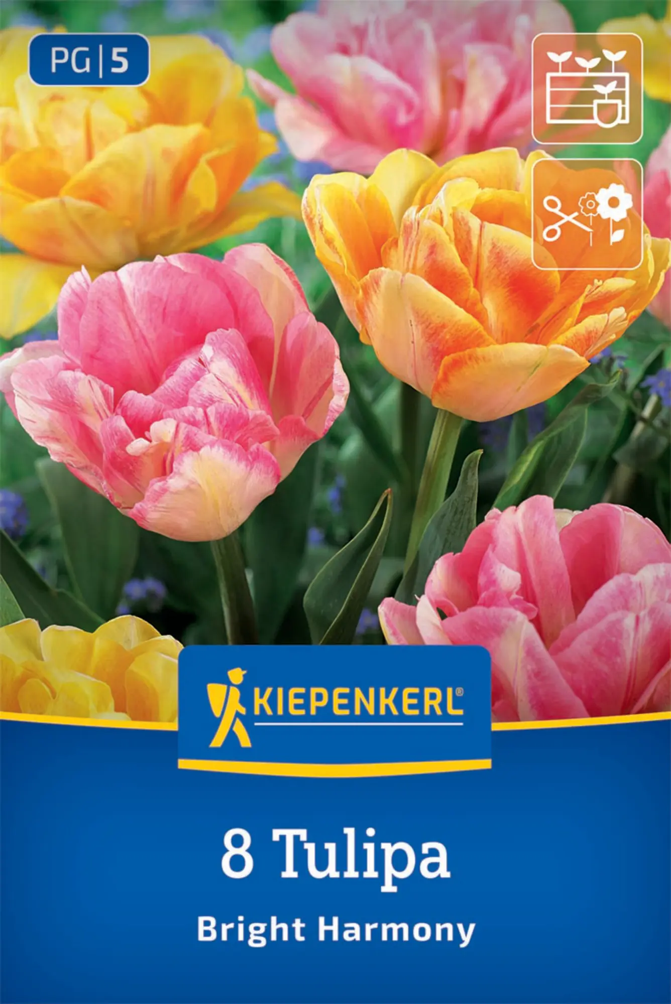 Kiepenkerl Herbstblumenzwiebel Tulpen Mischung Bright Harmony 8 Stück