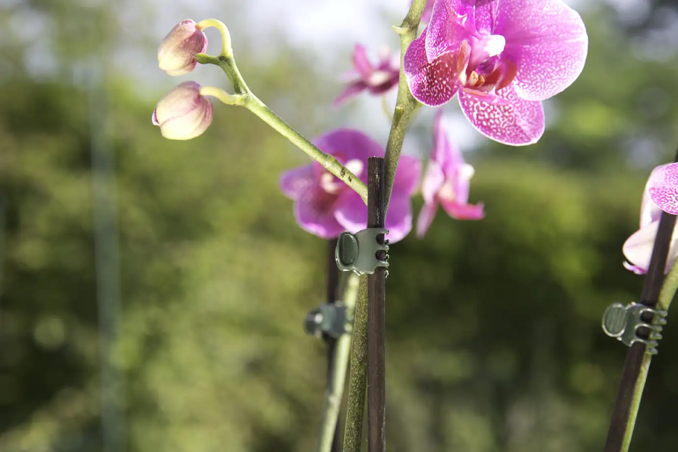 Windhager Orchideenclips grün, 10 Stück