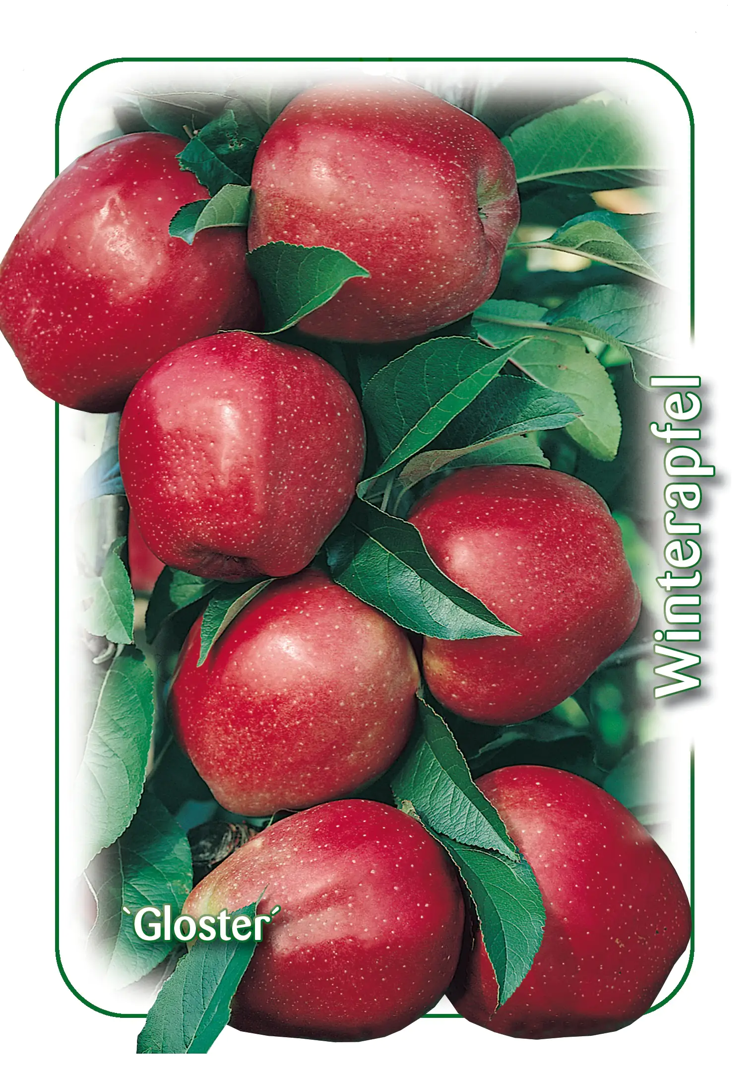 Apfelbaum Gloster 7,5 L Container