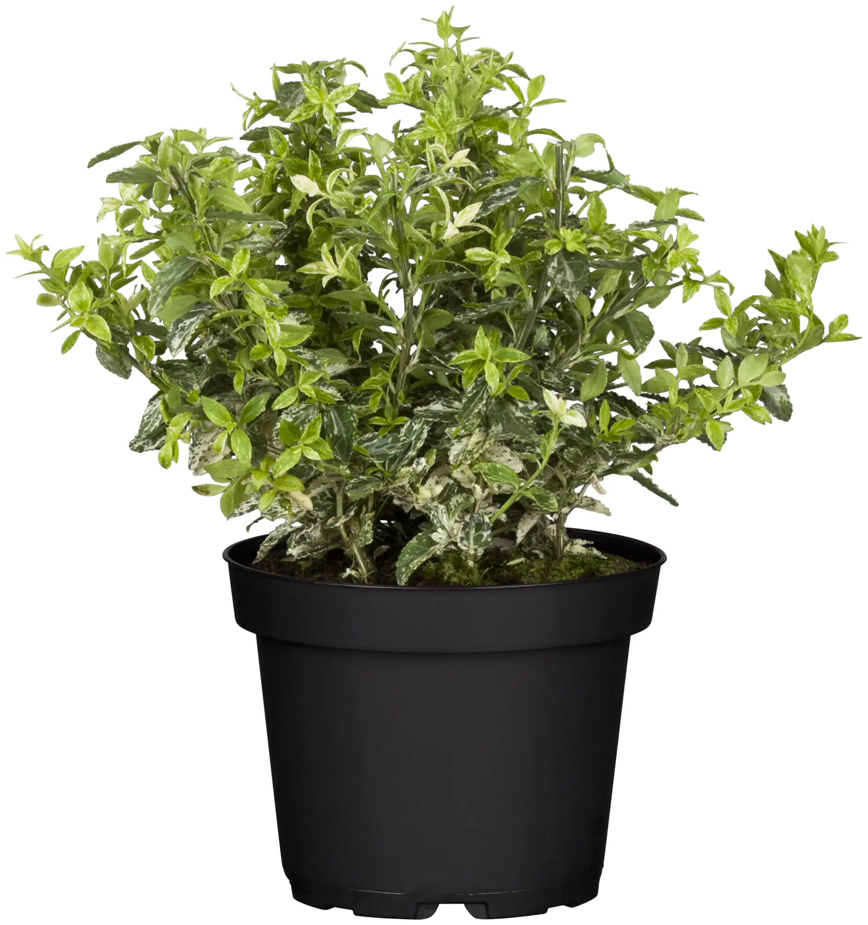 Kriechspindel Harlequin 11 cm Topf