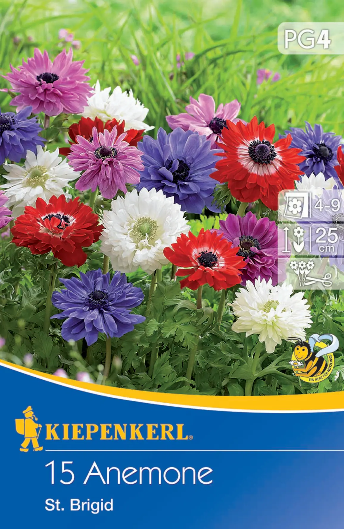 Kiepenkerl Blumenzwiebel Anemonen St. Brigid gefüllt blühend Anemone coronaria, Inhalt: 15 Stück