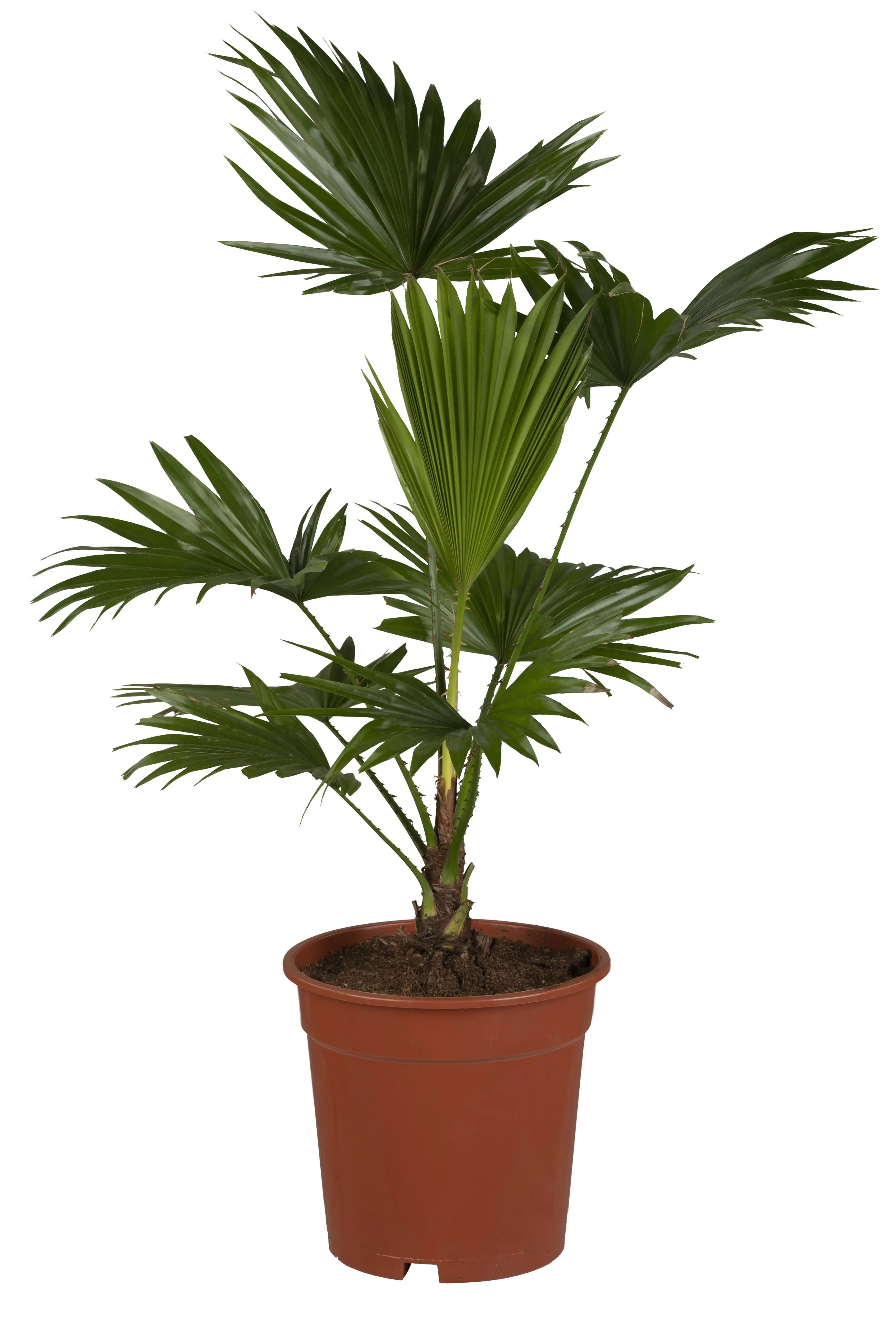 Rundblättrige Schirmpalme Livistonie Rotundifolia H ca. 35 cm 12 cm Topf