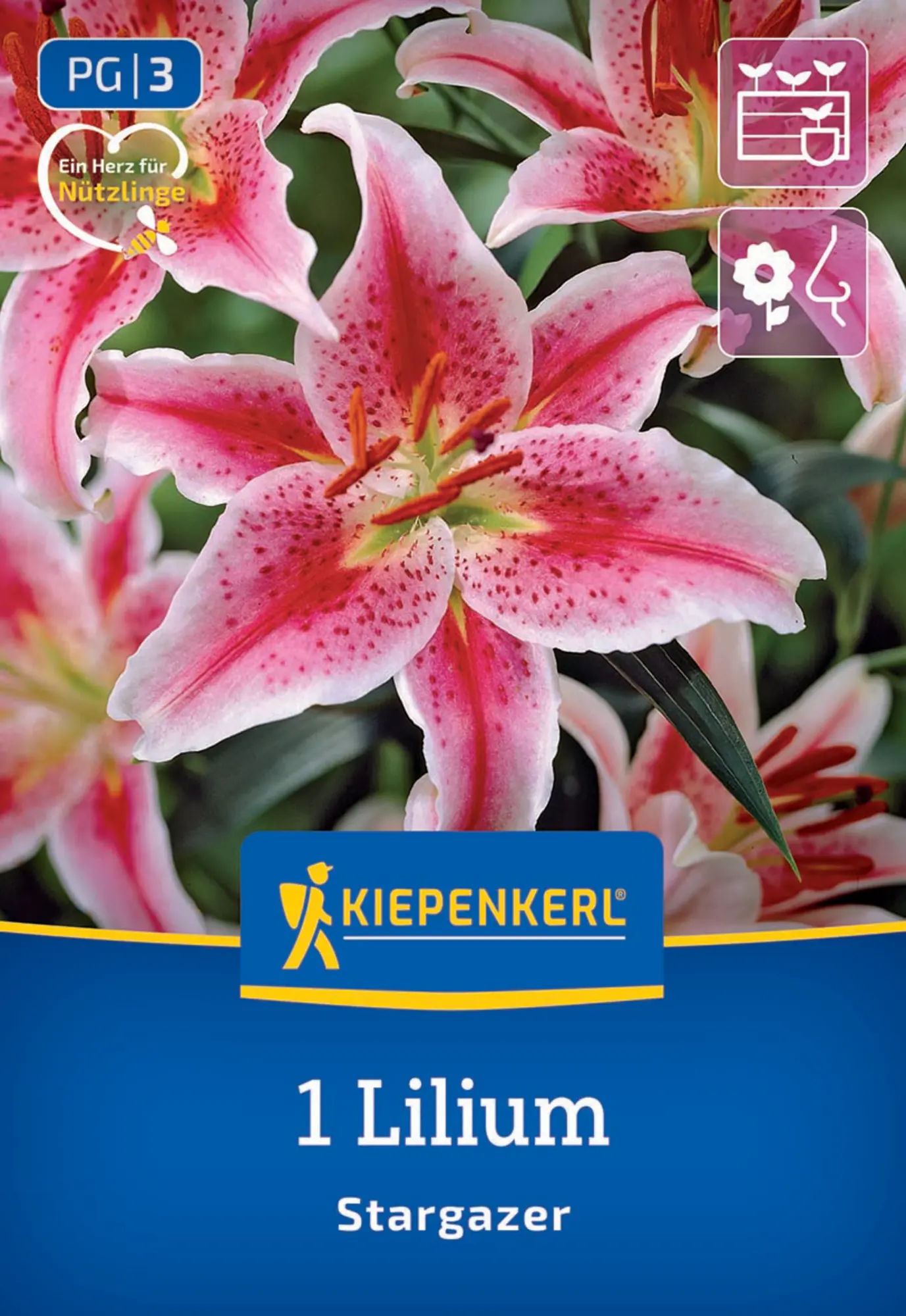 Kiepenkerl Frühjahrsblumenzwiebel Oriental-Lilie Stargazer 1 Stück