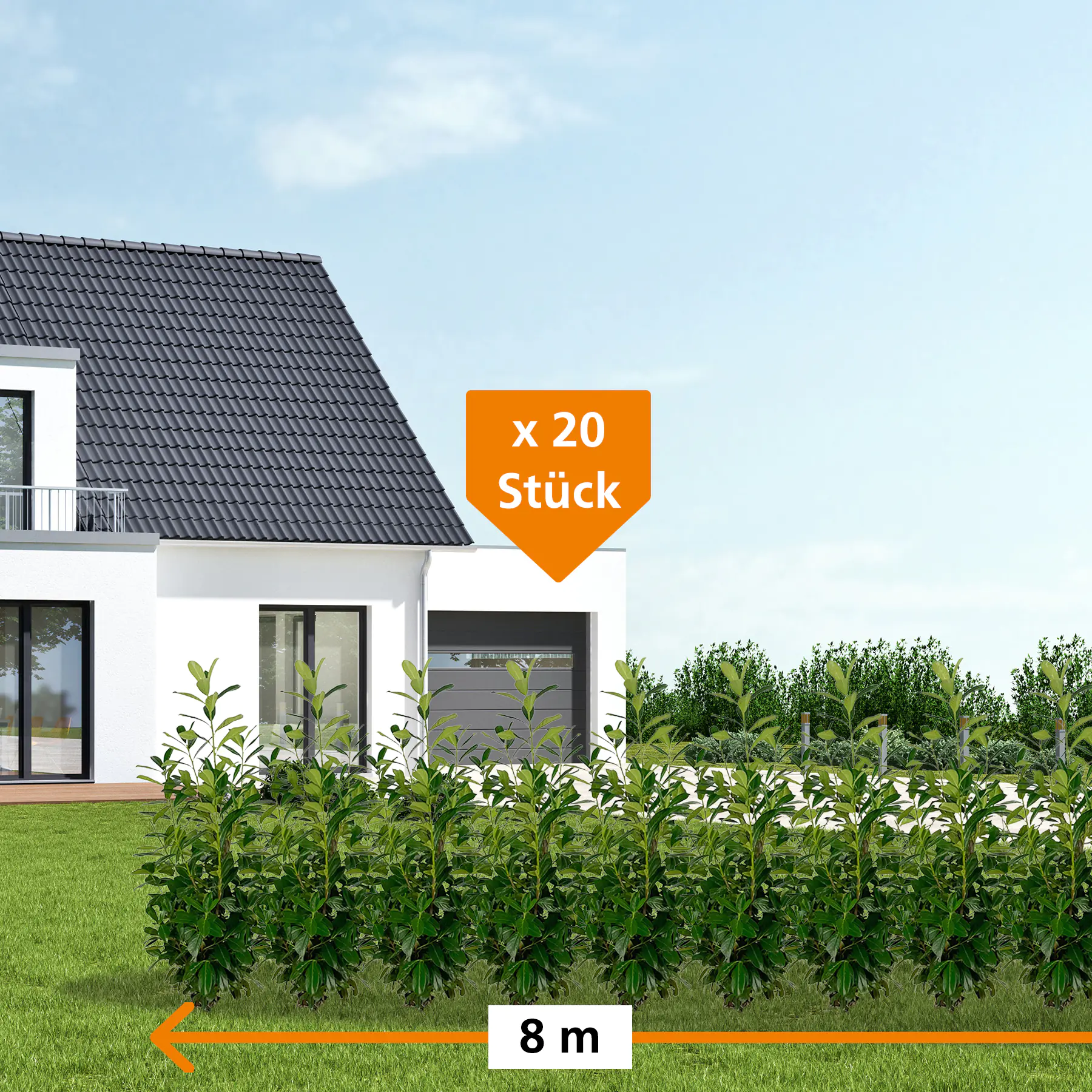 Kirschlorbeer Novita Prunus laur. Novita H 100 - 125 cm, 20 Stück