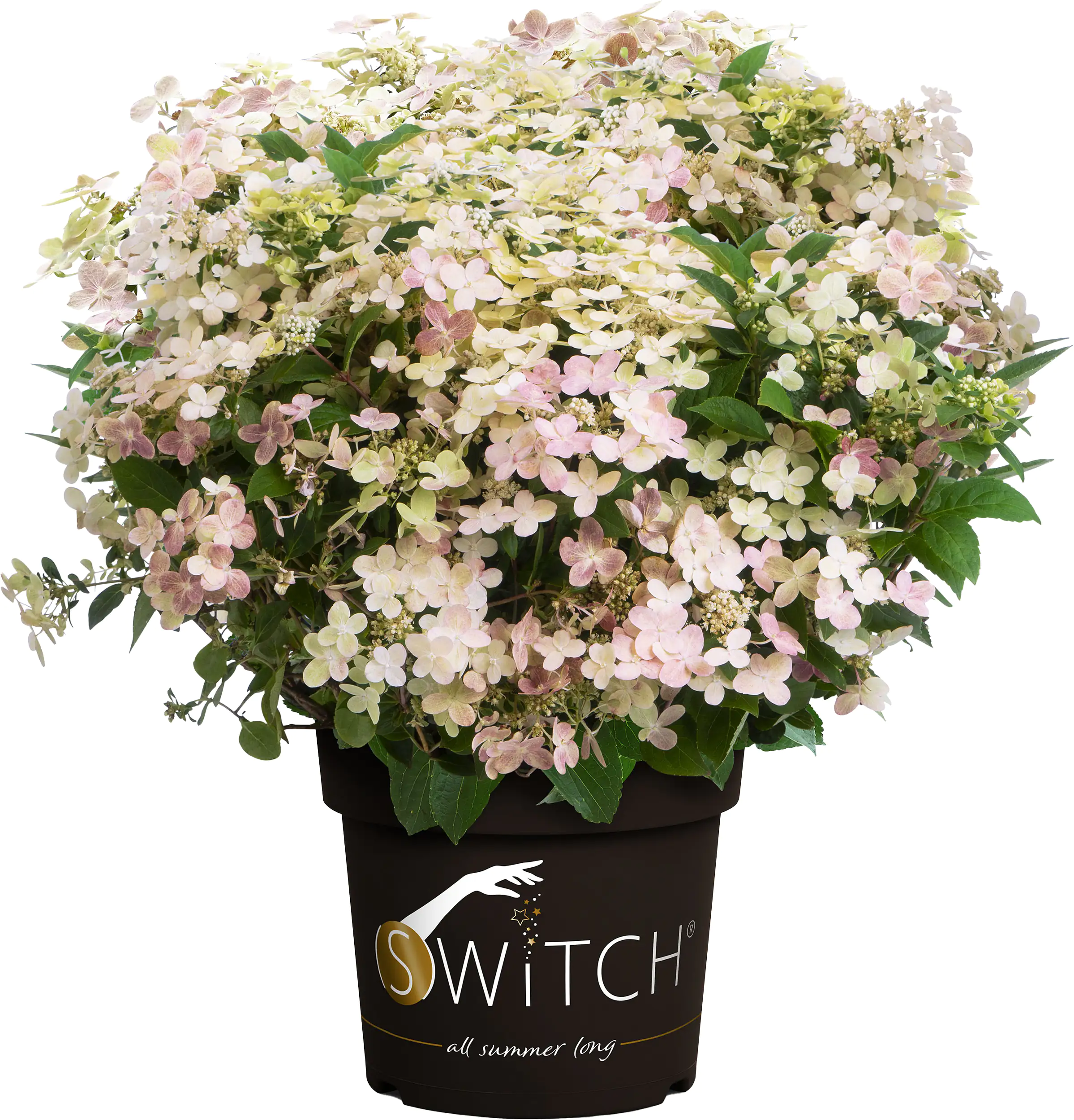 Rispenhortensie 'Switch'® 5 l Container Rispenhortensie 'Switch'® 5 l Container