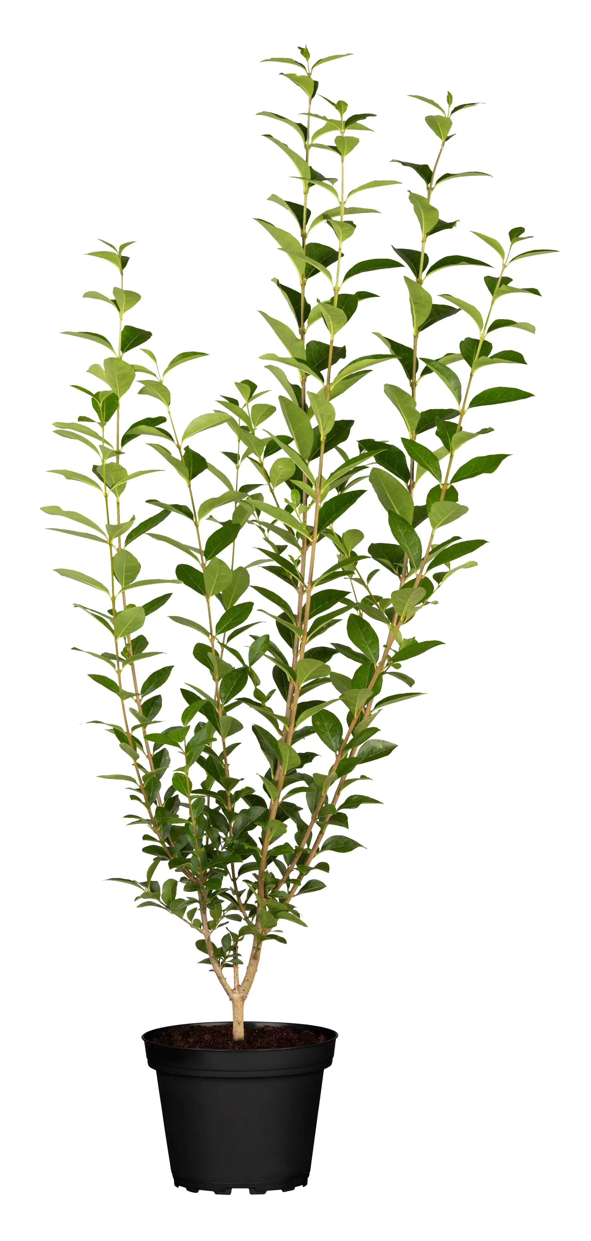 Immergrüner Liguster Ligustrum vulgare atrovirens H 150 - 175 cm, 25 Stück