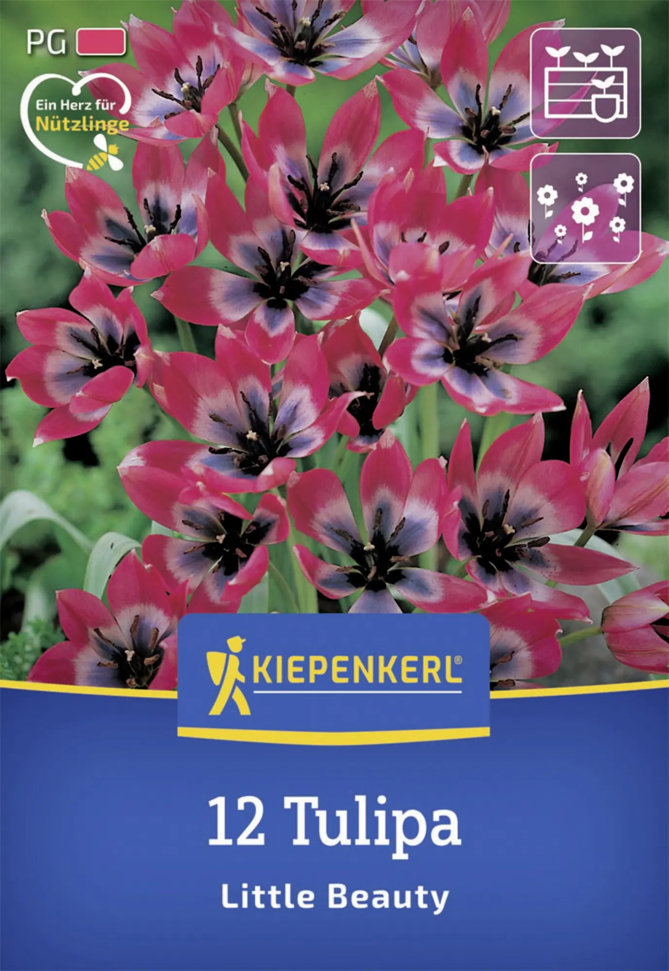 Kiepenkerl Herbstblumenzwiebel Wildtulpe Little Beauty 12 Stück